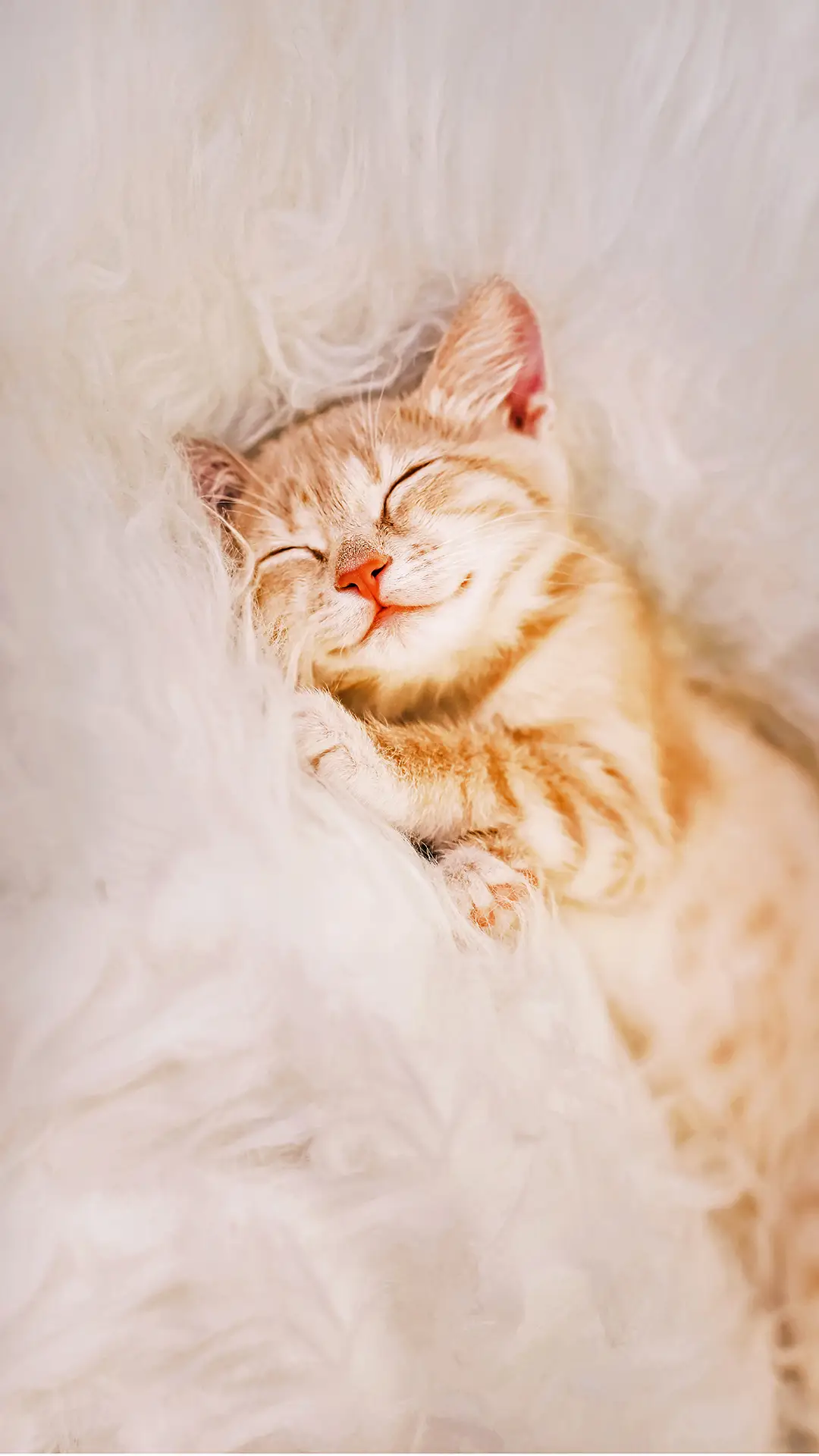 萌萌哒的猫主子-拍信图库