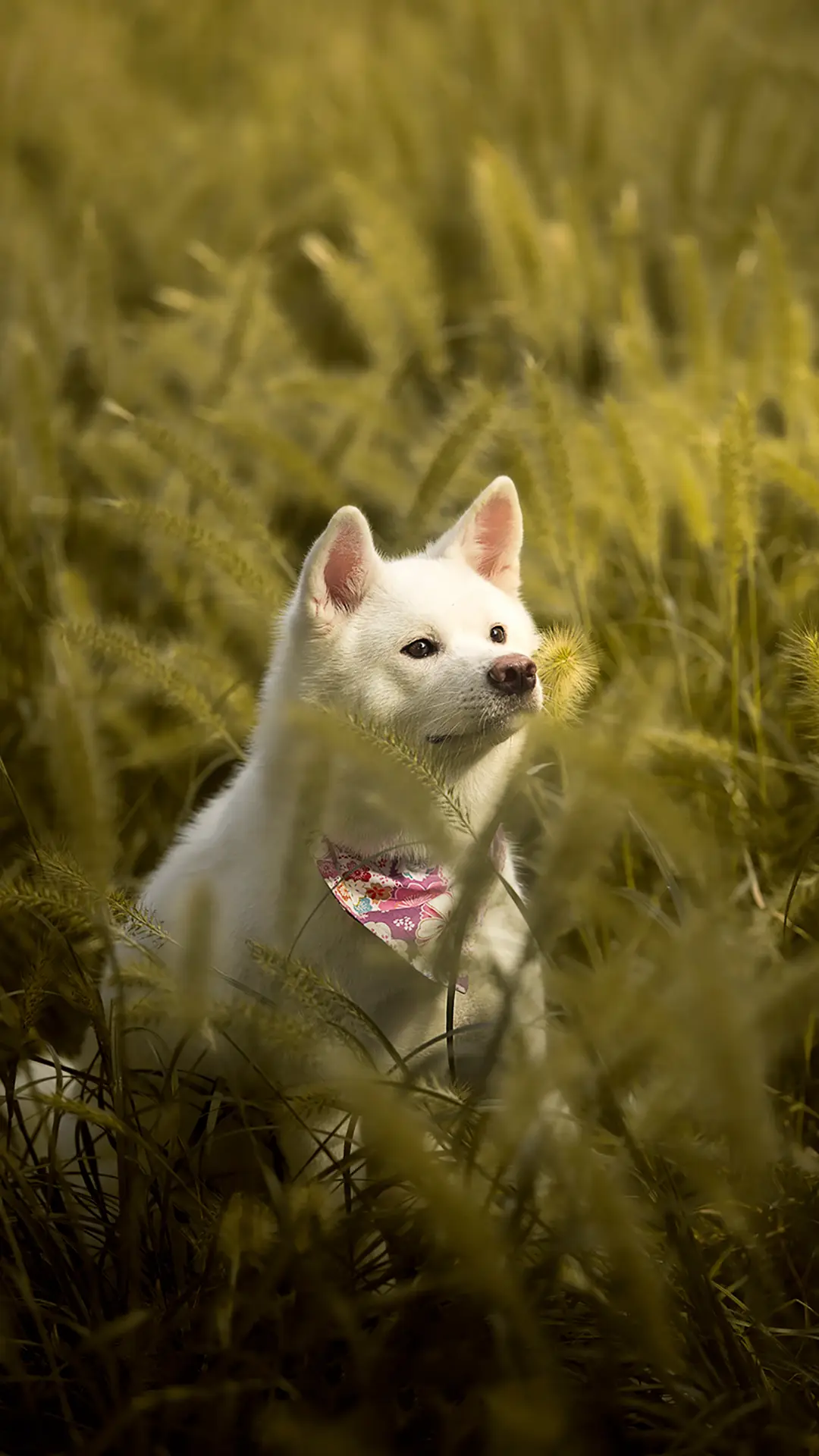 狗狗常见的面部表情