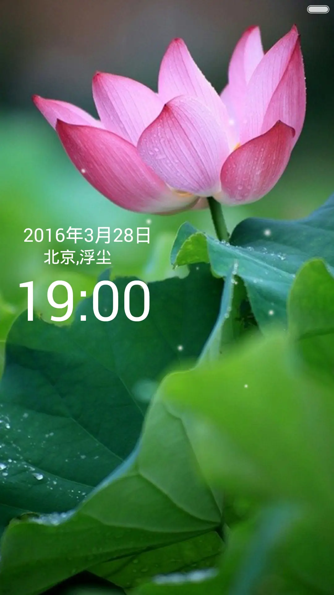 微山湖荷花（高清壁纸) - Screenshot 1