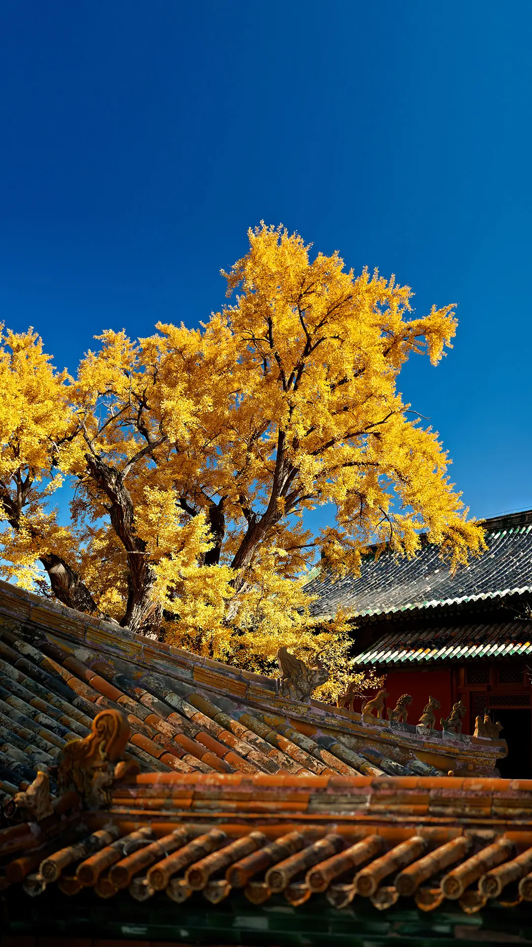 绝美银杏观赏地