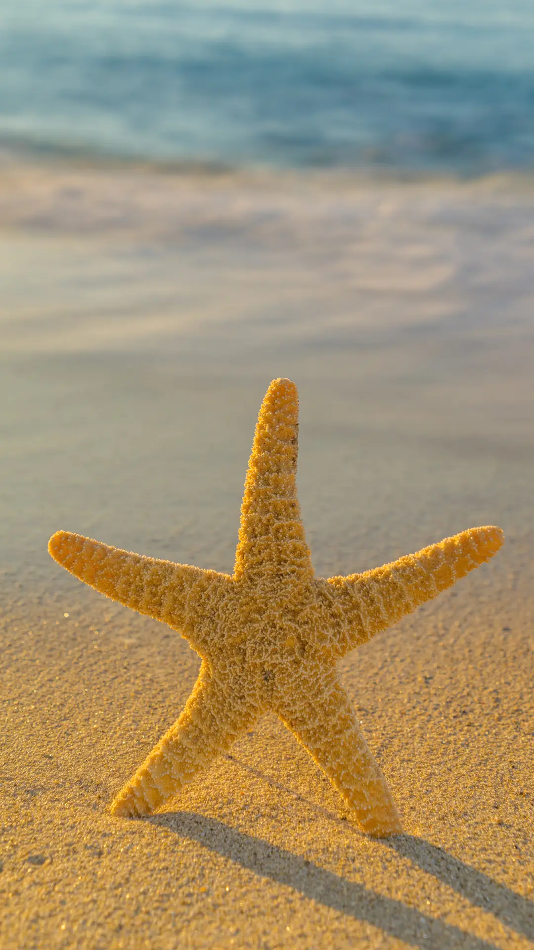 沙滩海星-拍信图库