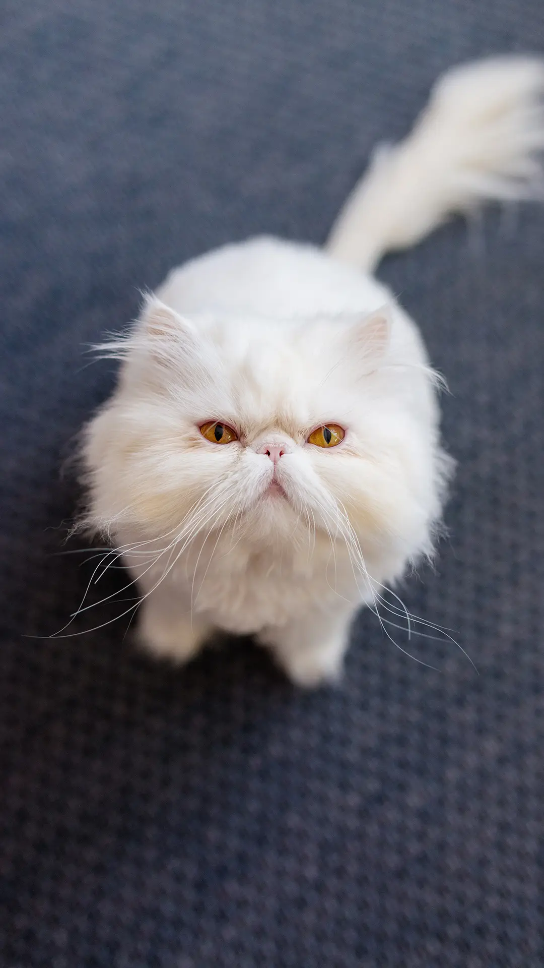 讨人喜爱的波斯猫