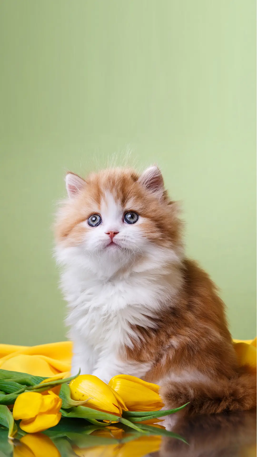 猫咪中暑预防指南 - Screenshot 1