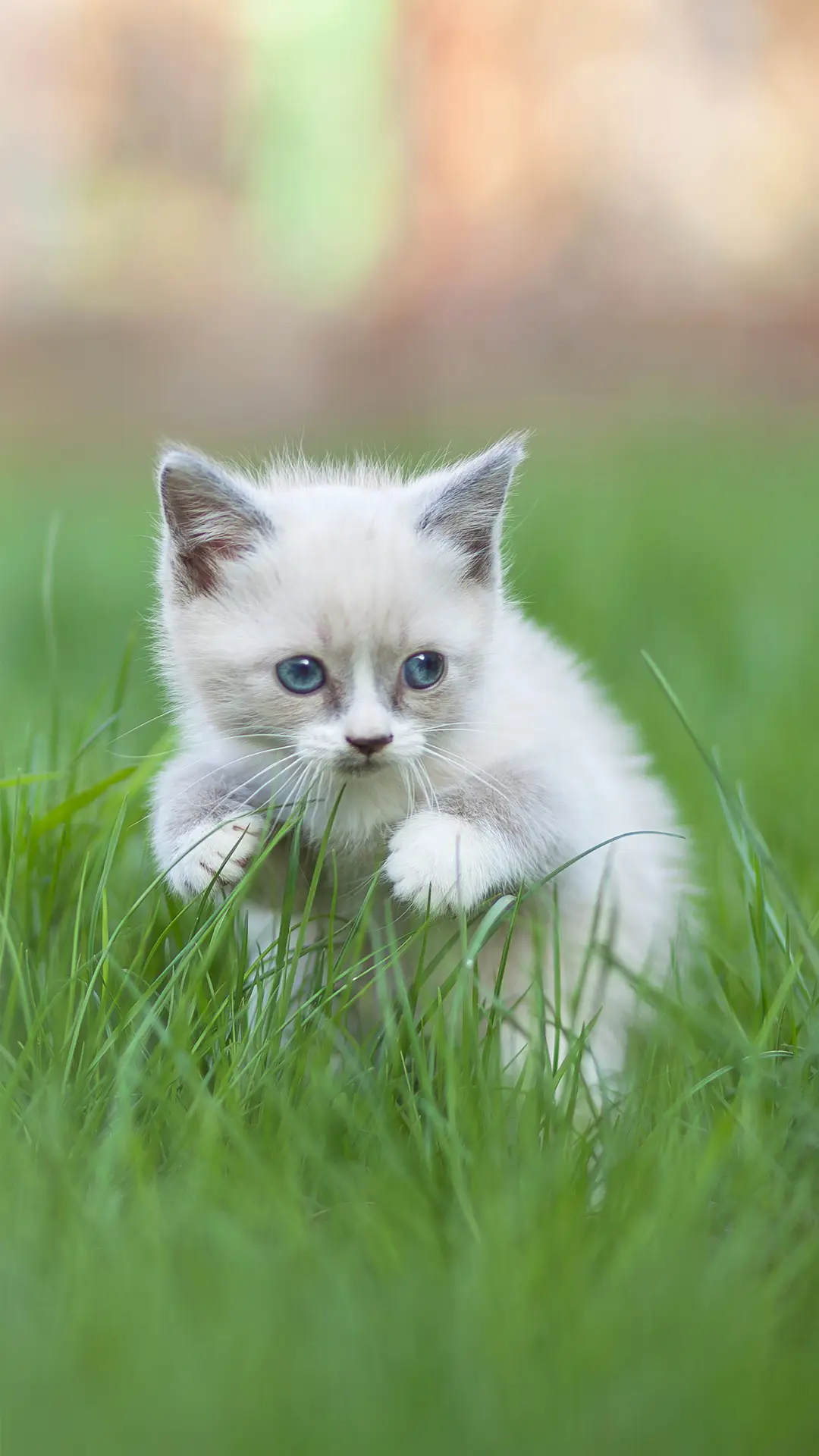 猫奴撸猫的正确姿势