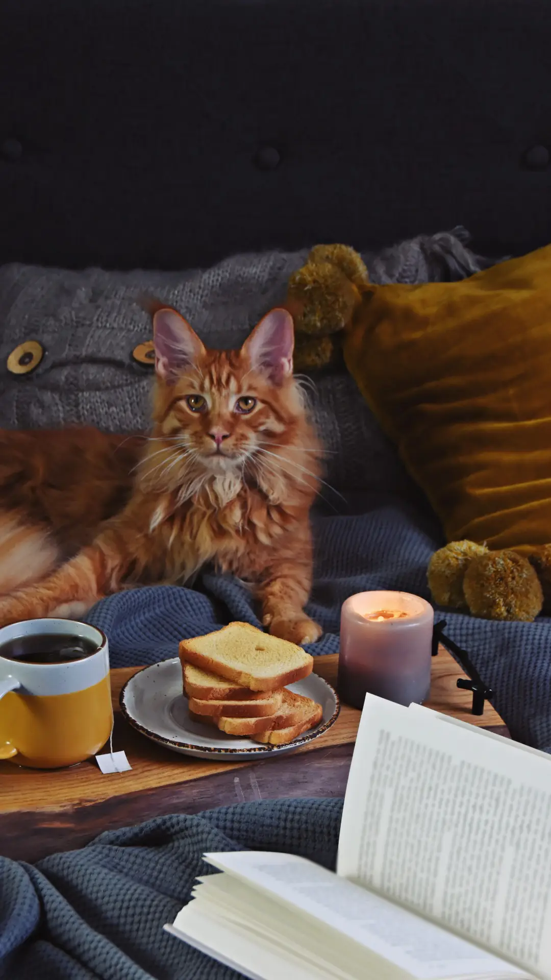 猫咪最不能吃的食物 - Screenshot 1