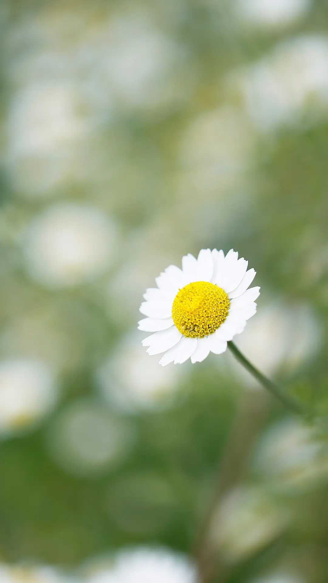 小雏菊-视觉中国 