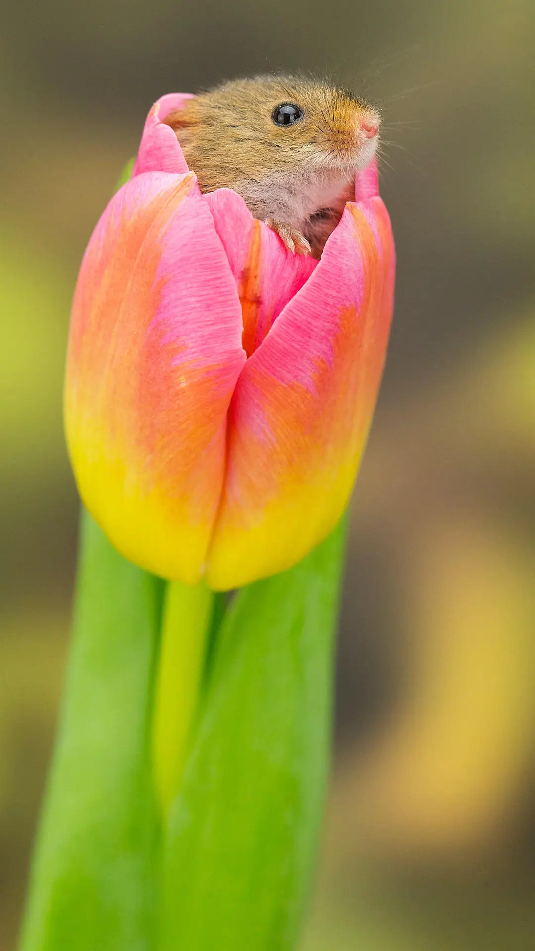 禾鼠藏身郁金香 - Screenshot 1