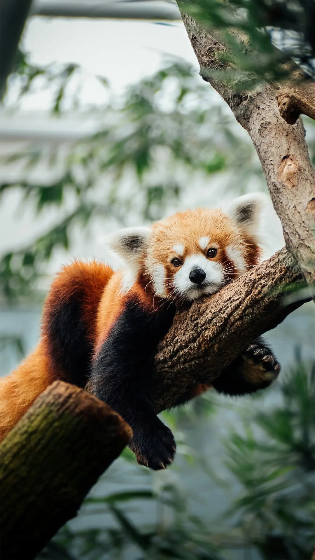 致命的可爱 - Screenshot 1