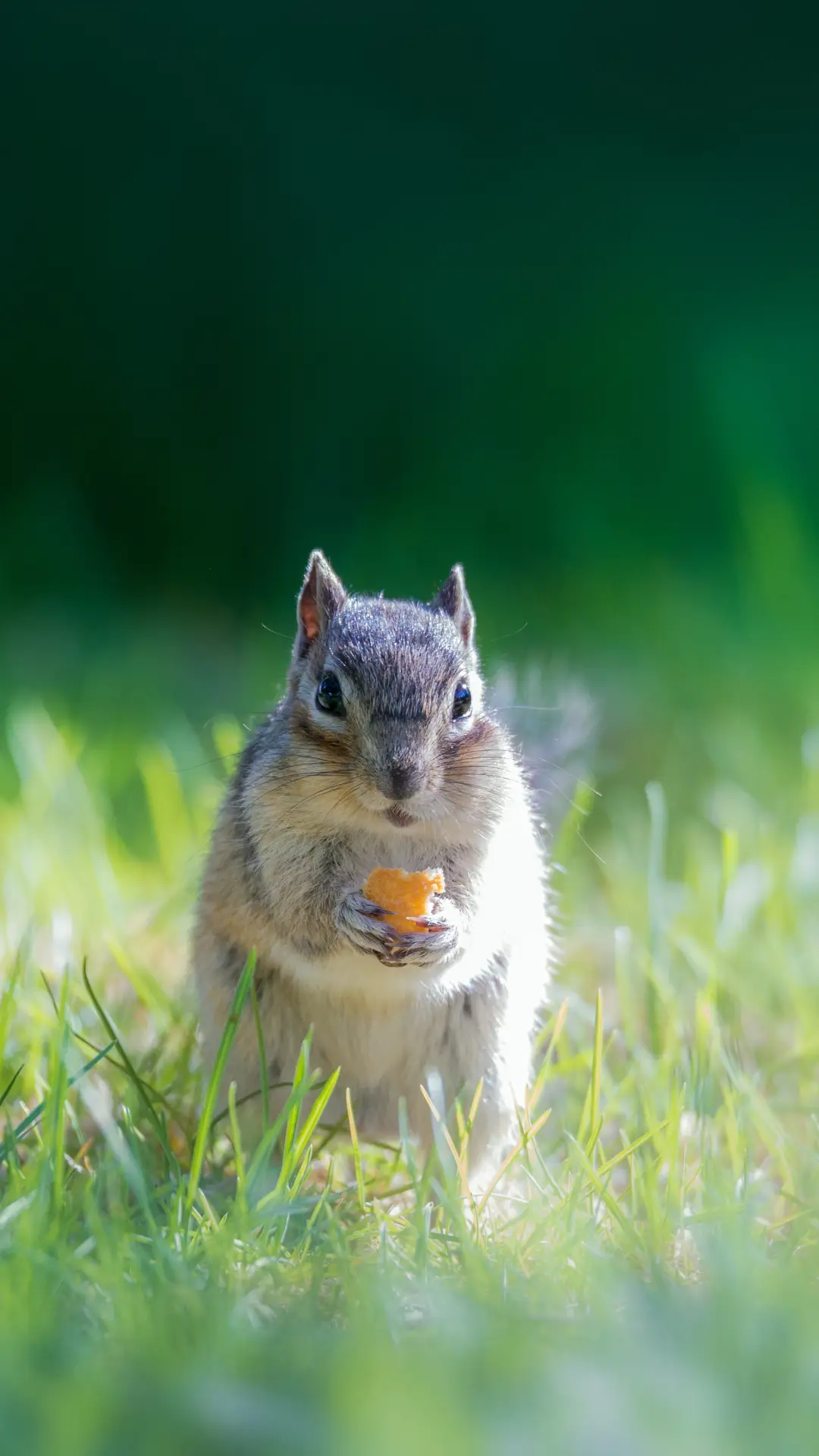 小松鼠-【视觉中国】