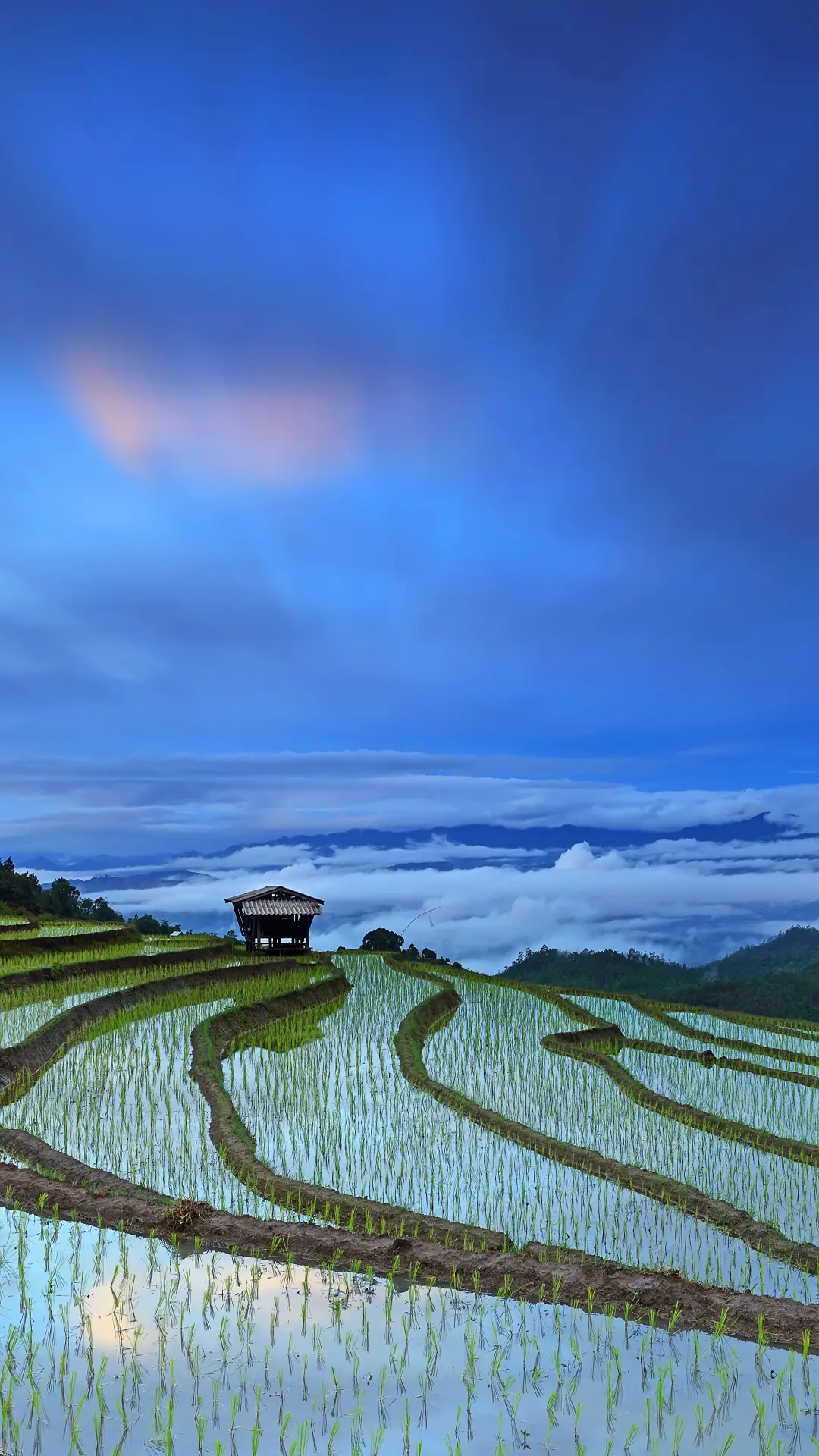 在希望的田野上