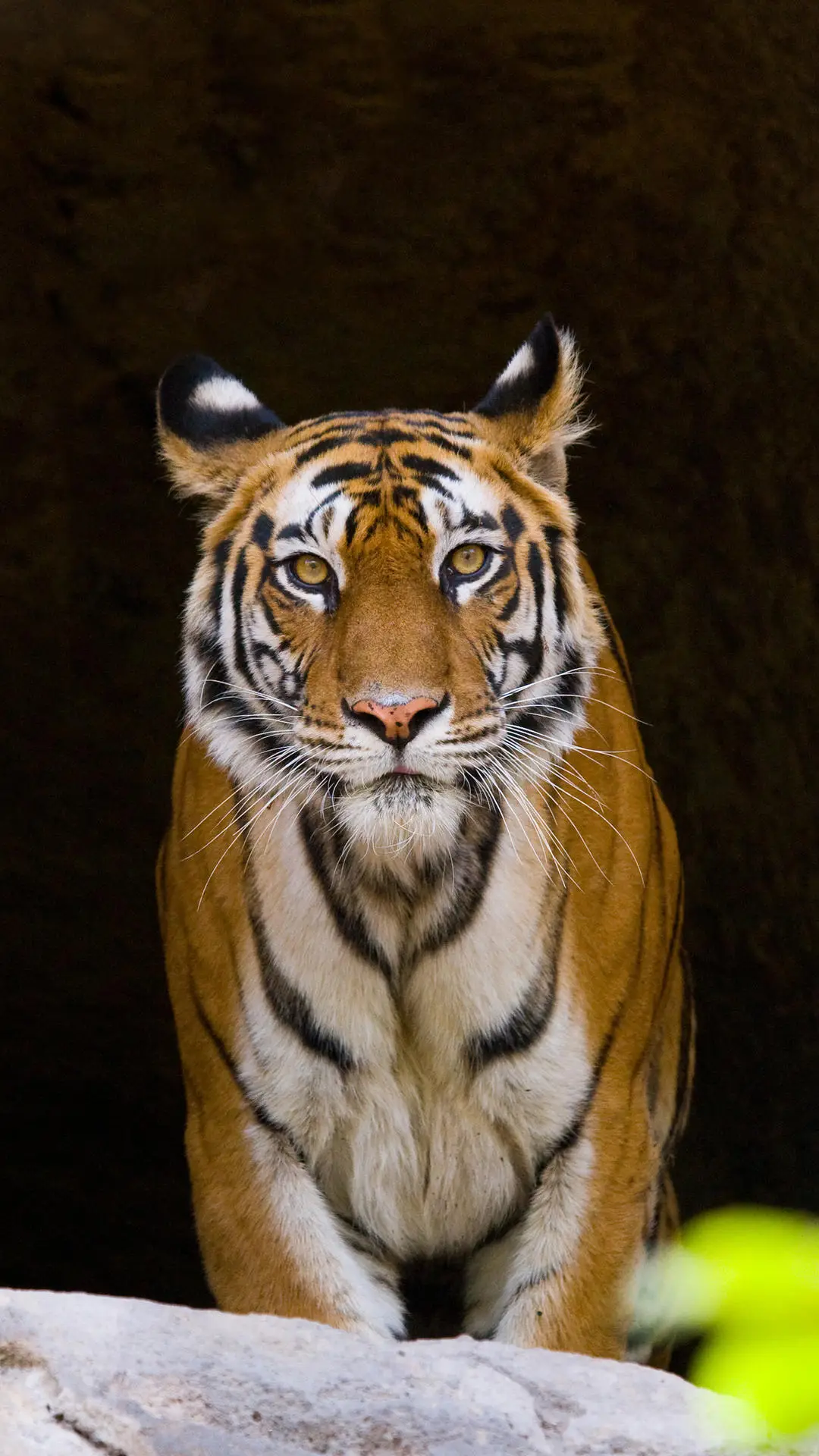 虎生三子，必有一彪