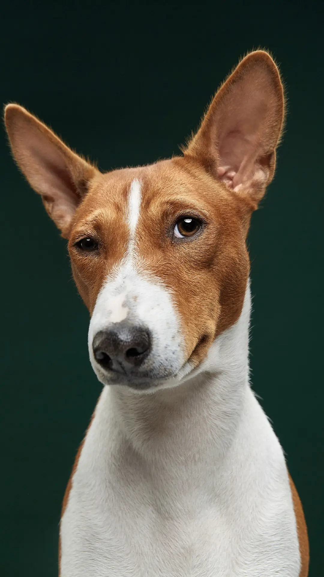 汪星人的个性肖像