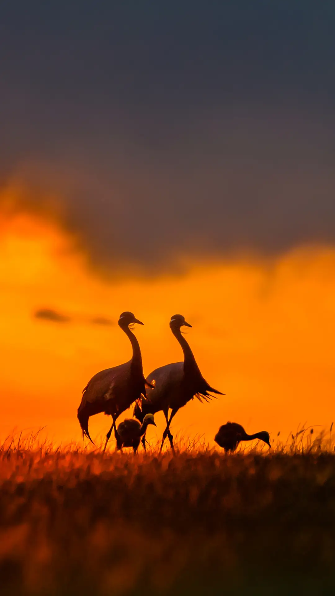 暮归（蓑羽鹤）-【视觉中国】