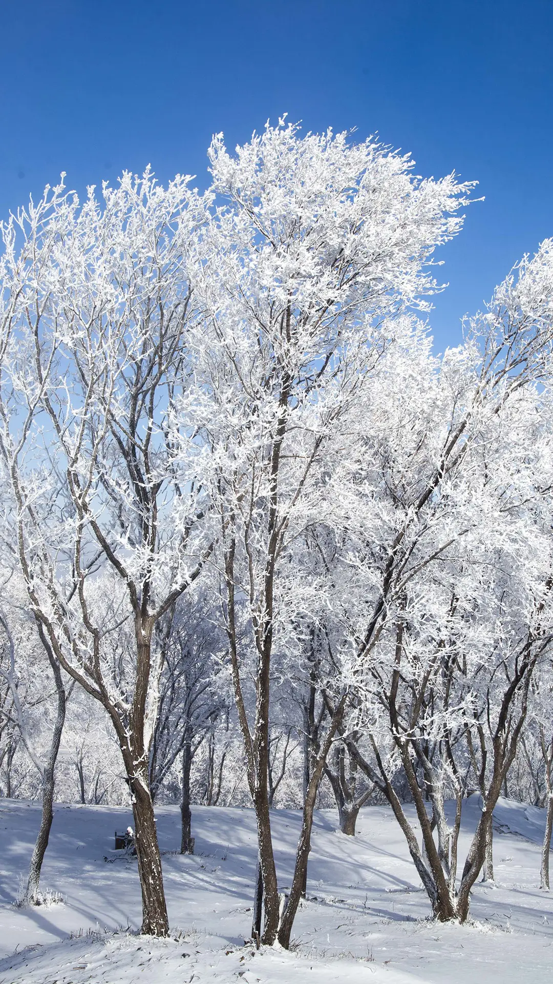 小雪 - Screenshot 1