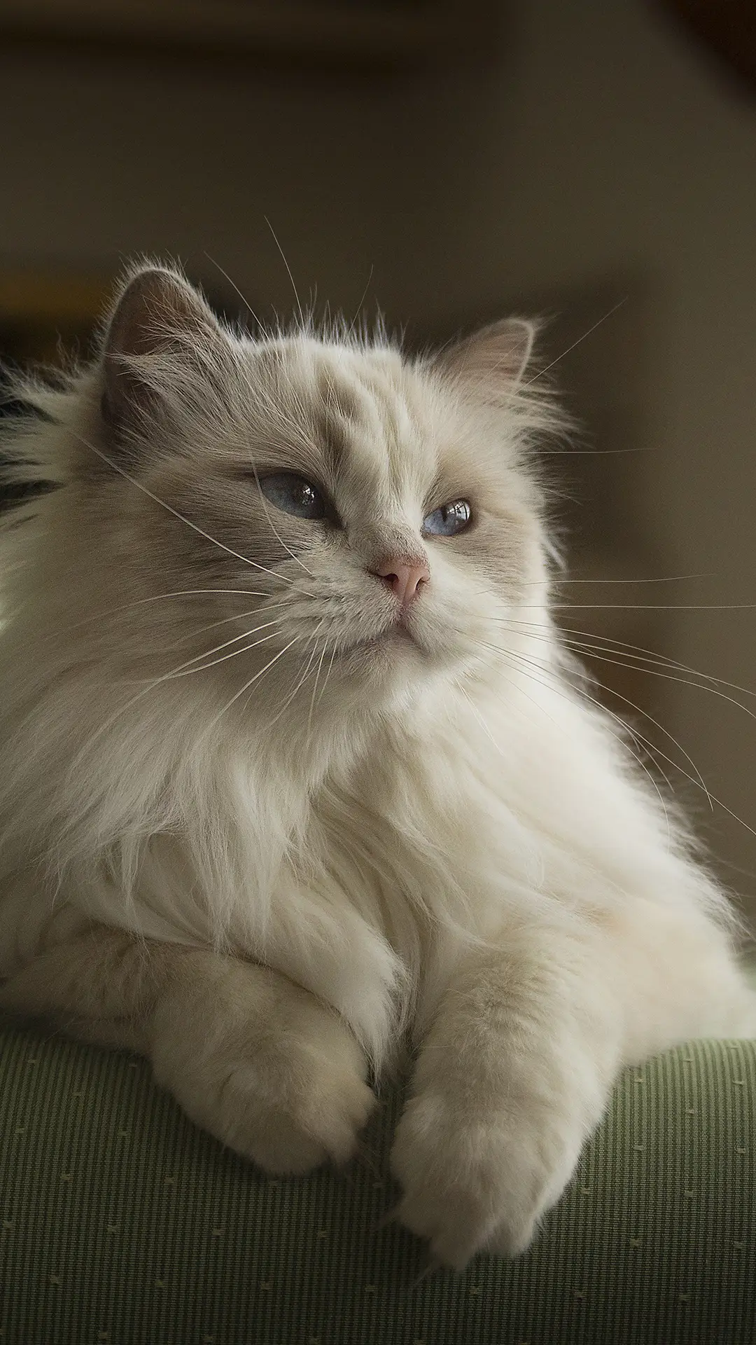 世界十大漂亮猫品种