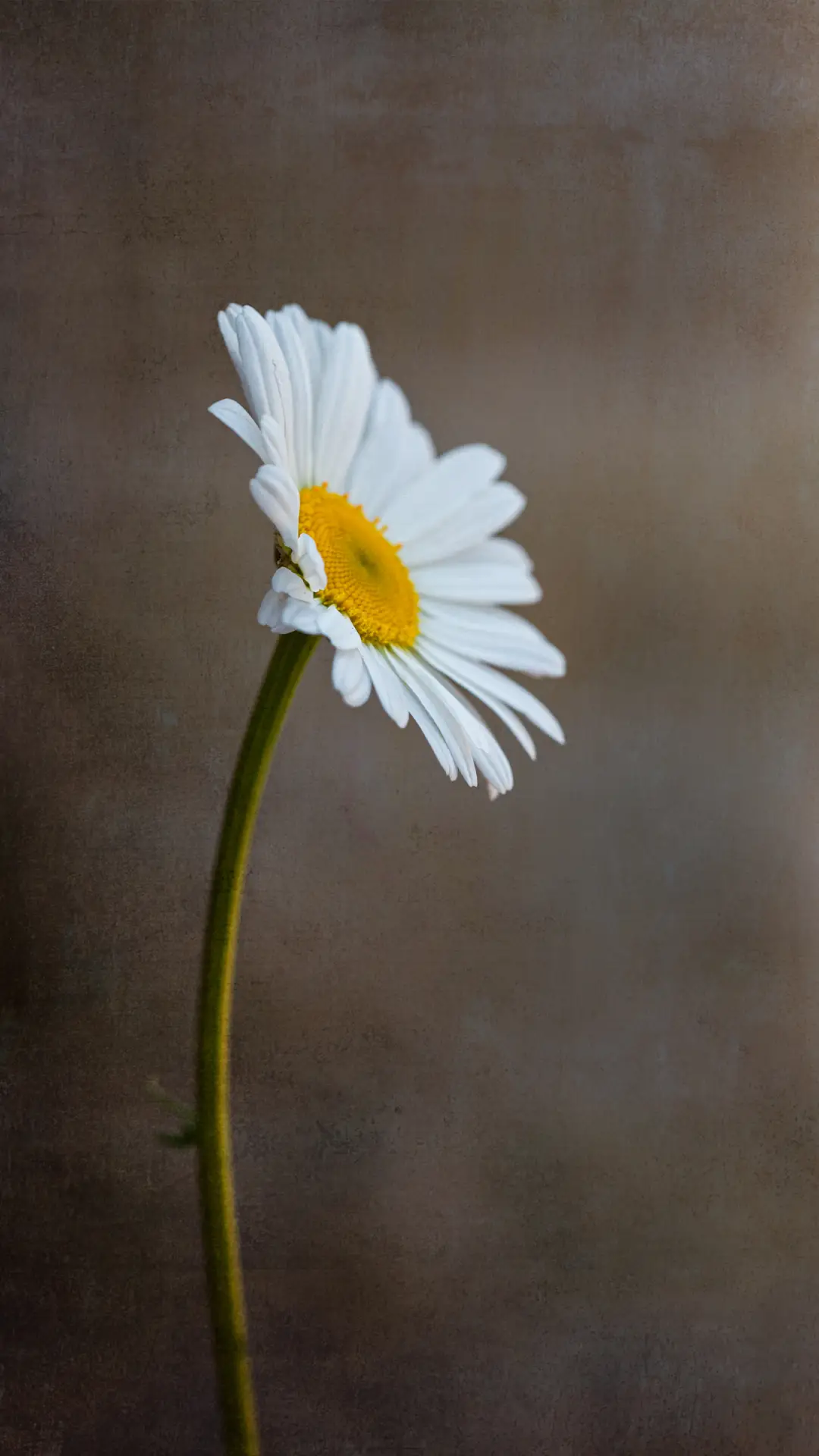 微距花朵-拍信图库