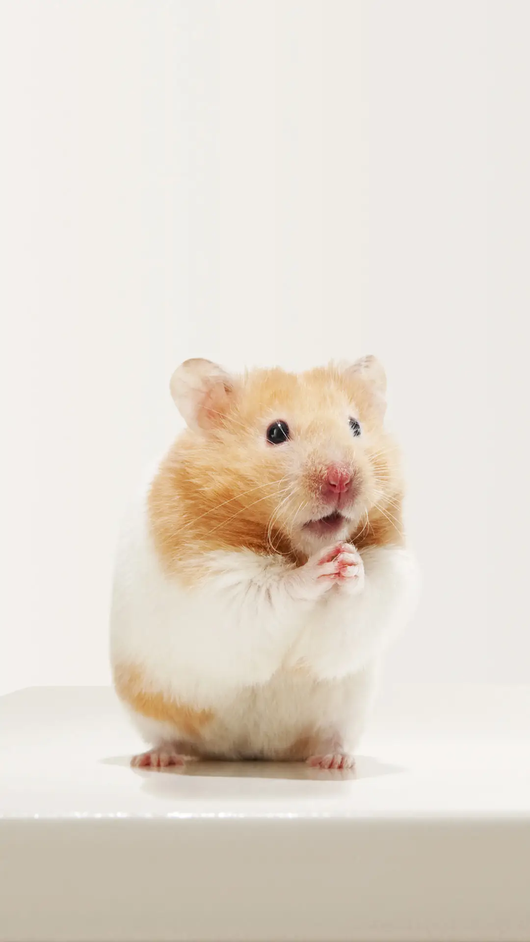 可爱胖球球仓鼠