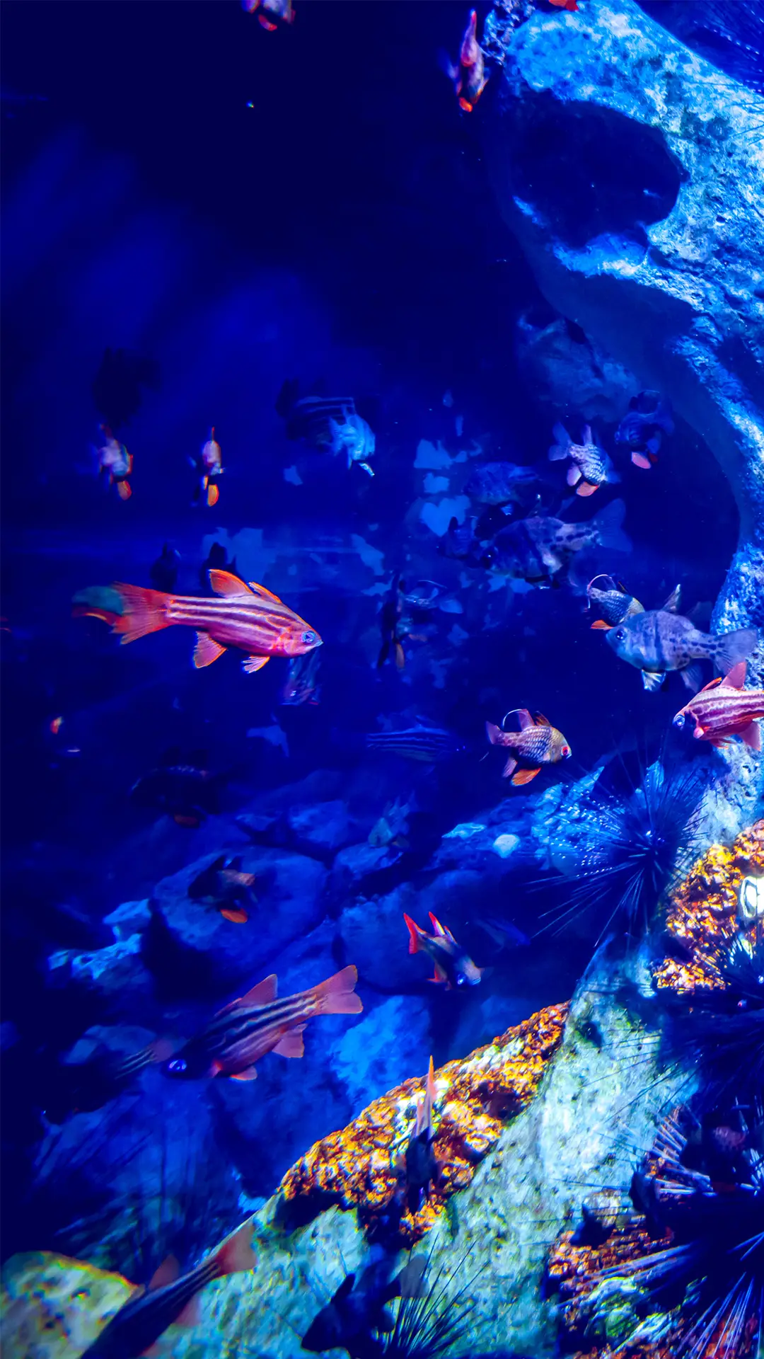 海蓝之谜-锐景创意 - Screenshot 1