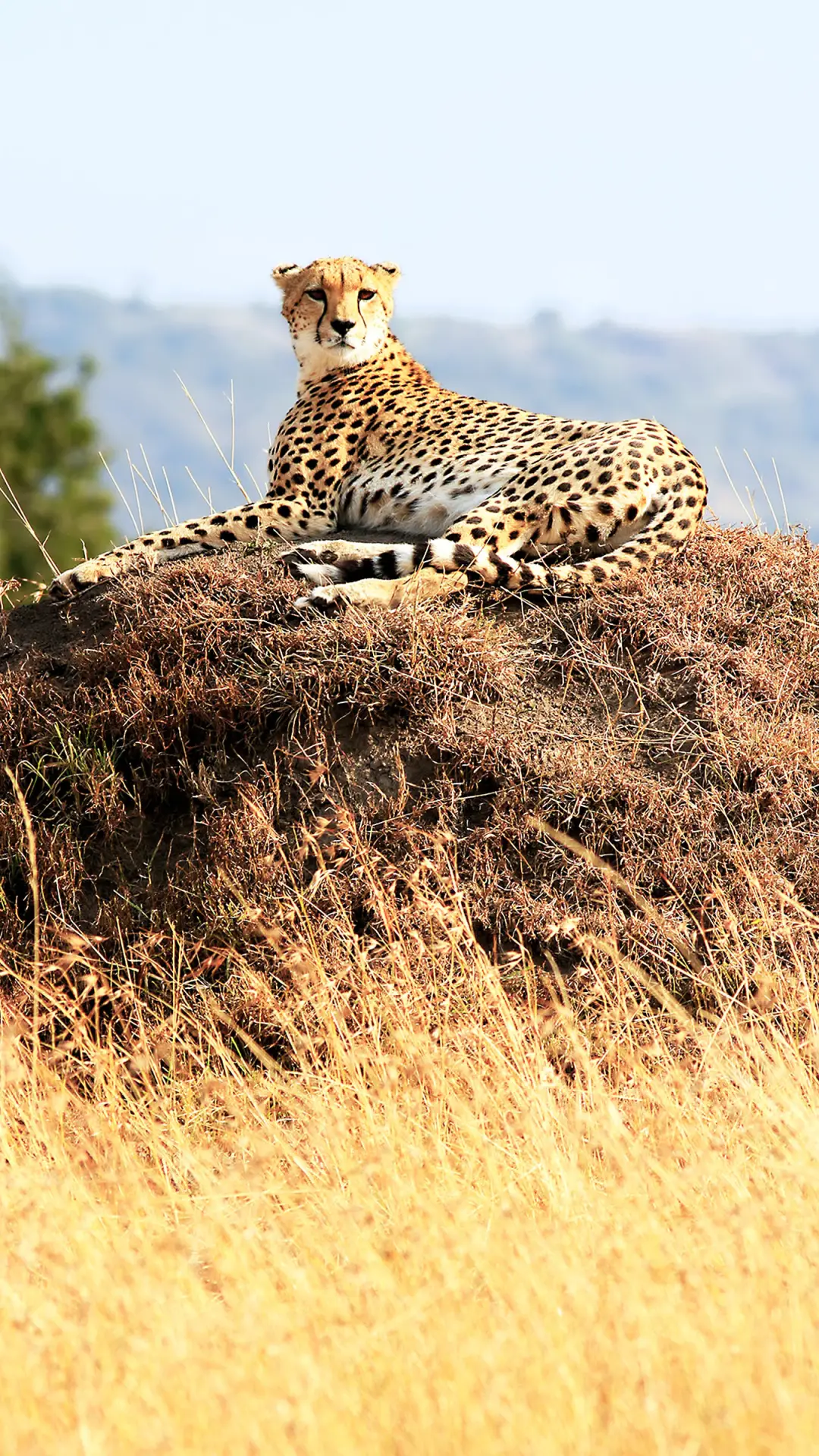 动物世界-拍信图库
