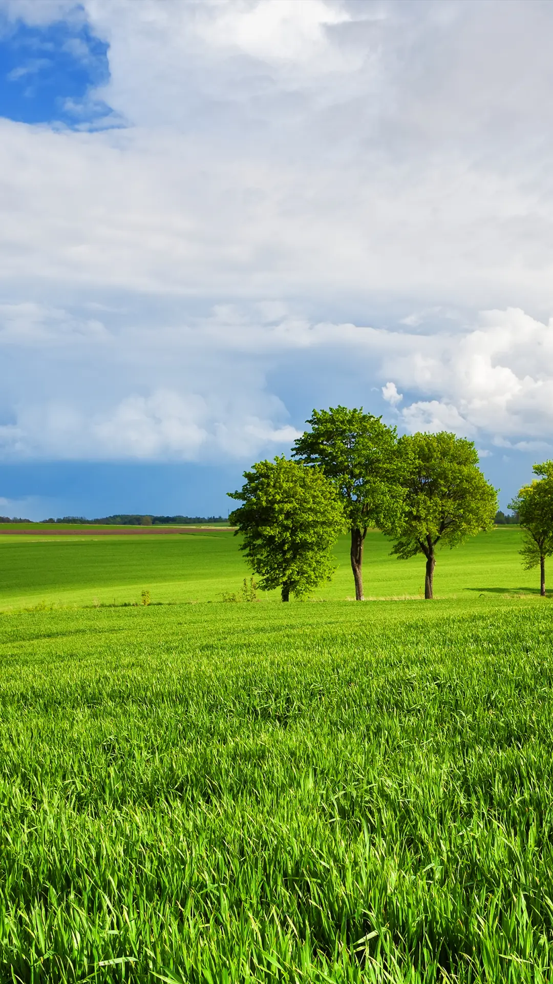 绿草蓝天-拍信图库 - Screenshot 1