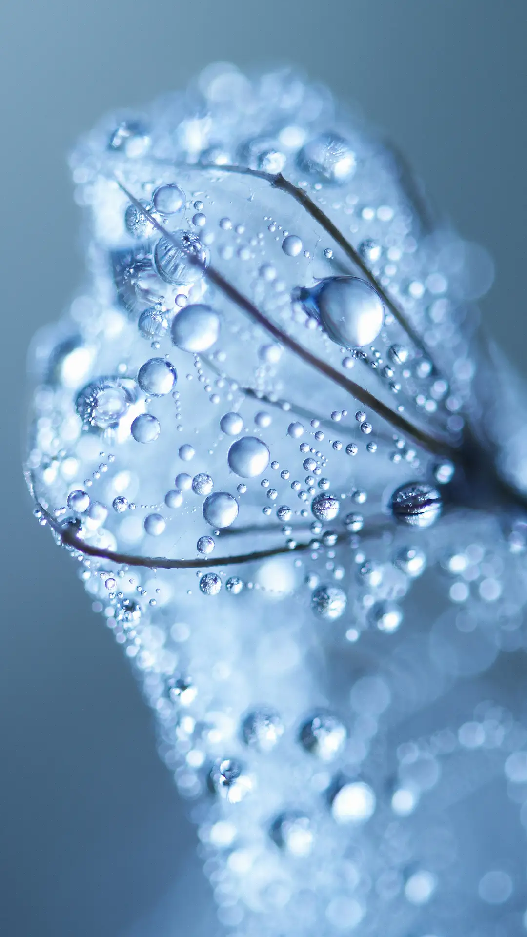 “白露”的名字从何而来？