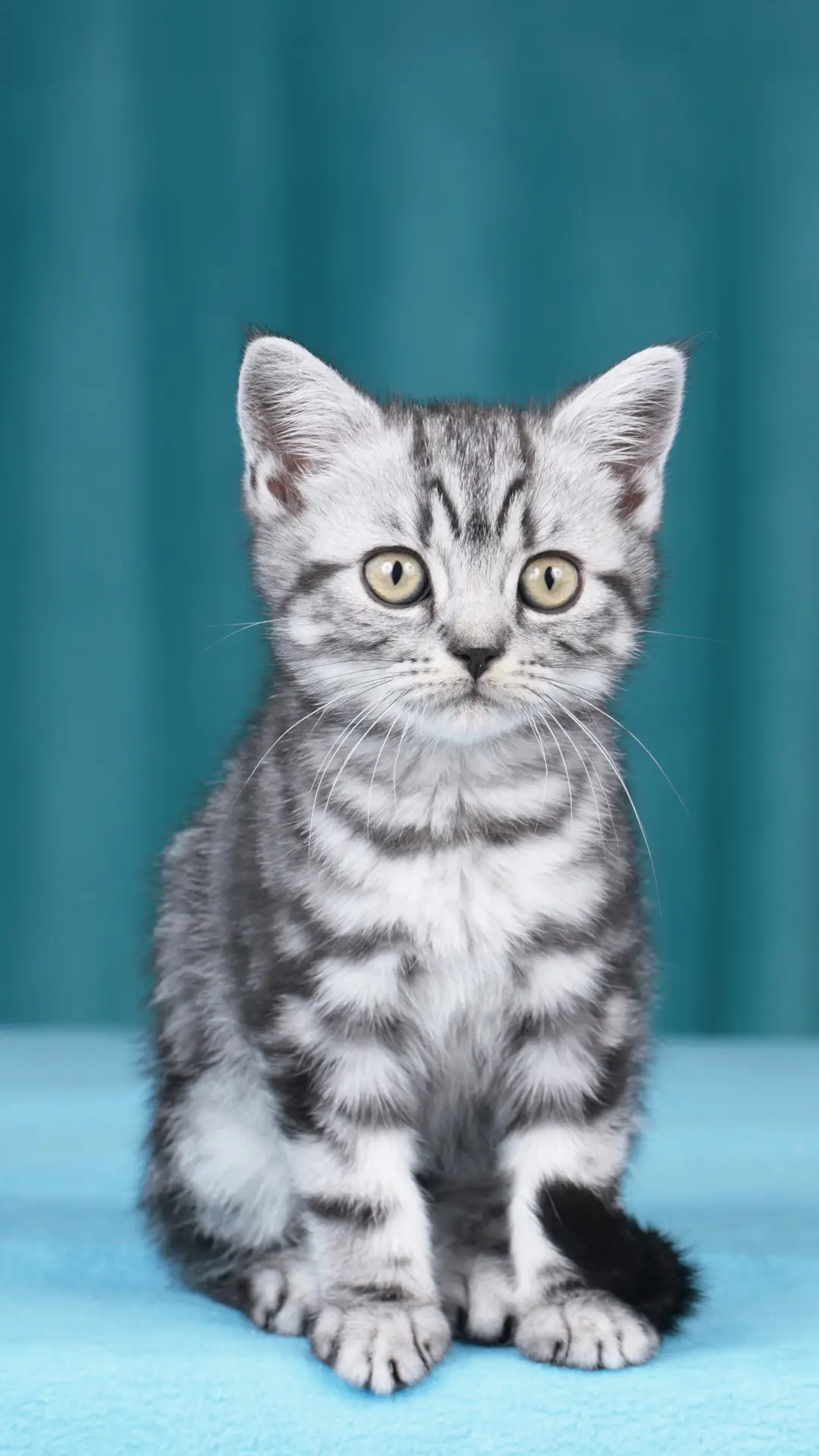 动物睡着时会做梦吗 - Screenshot 1