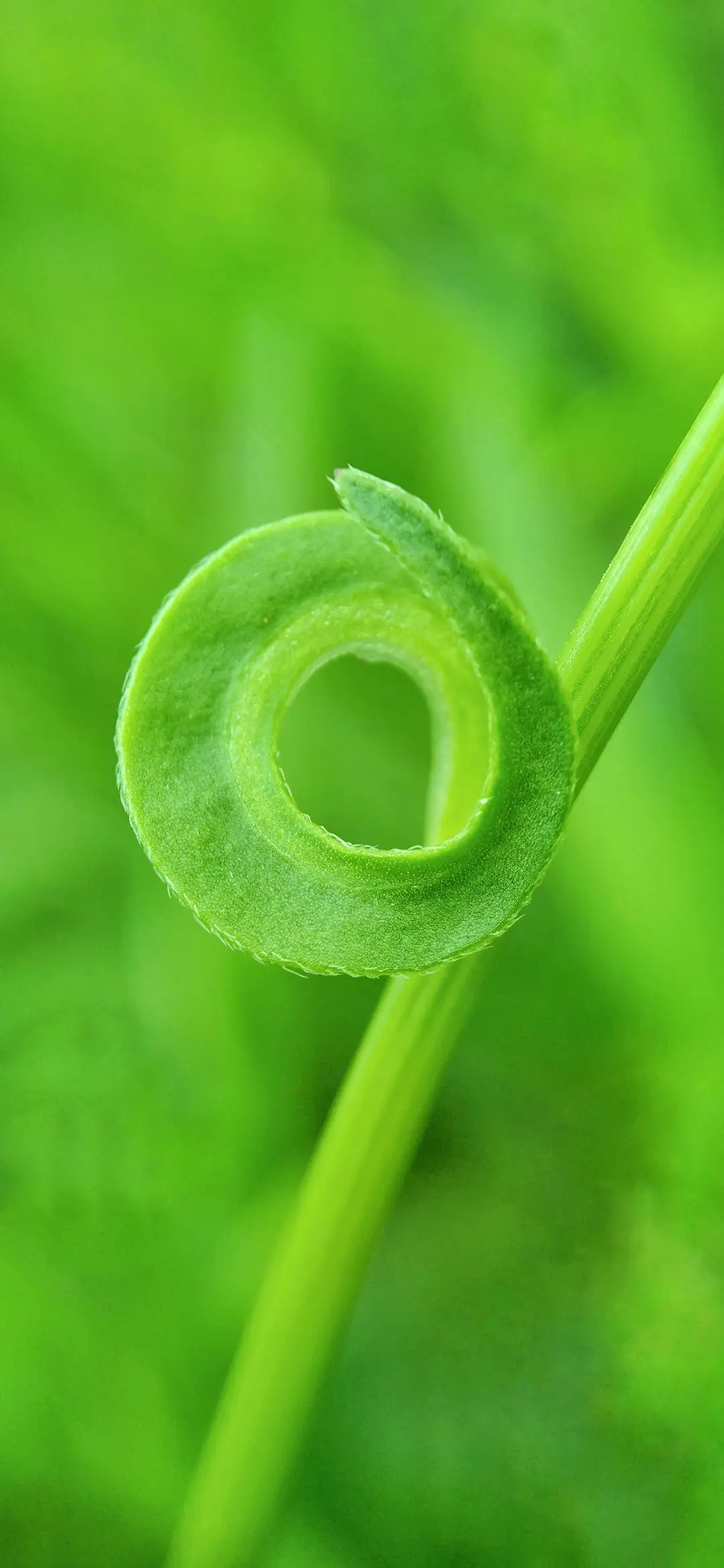 护眼绿色植物壁纸-锐景创意 - Screenshot 1