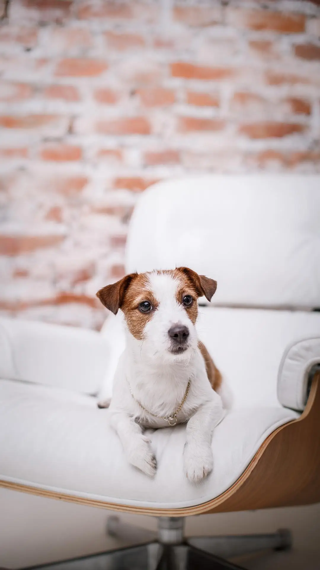 狗狗信任主人的表现