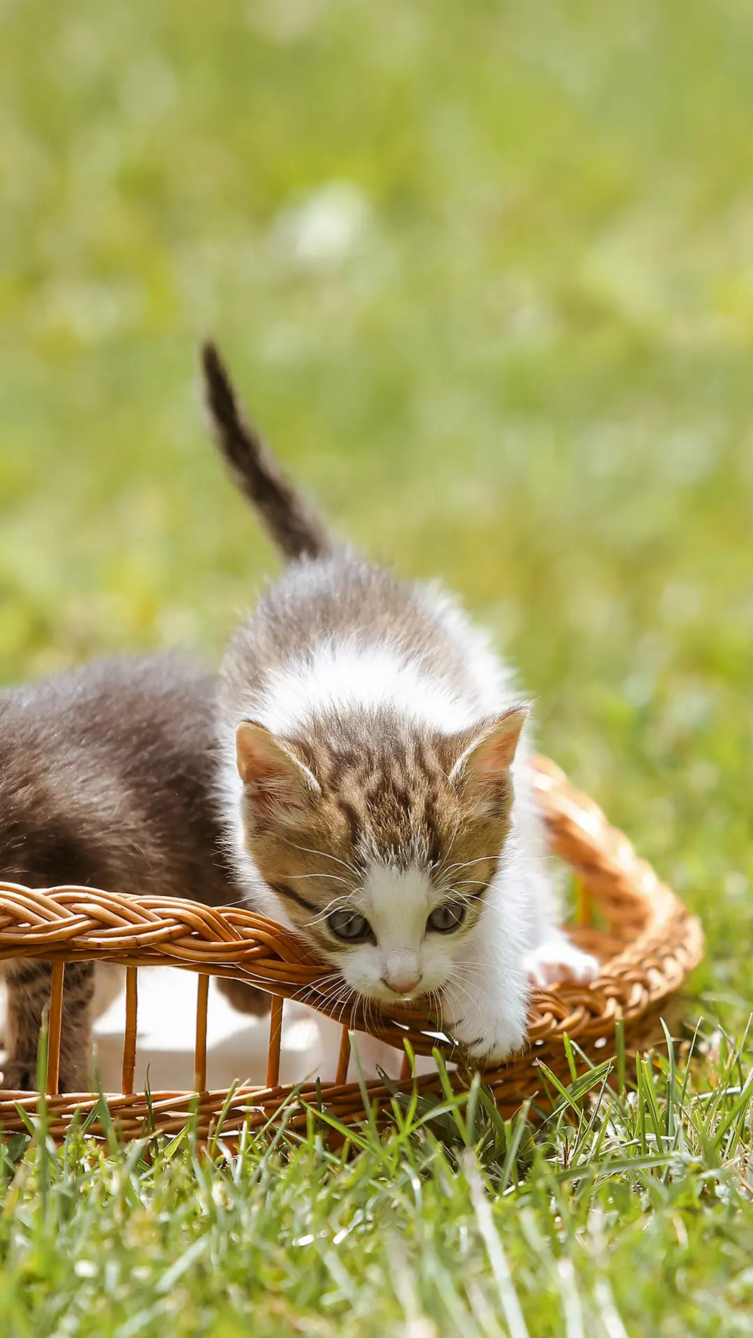 想“撩”它不容易，小奶猫咋养？ - Screenshot 1