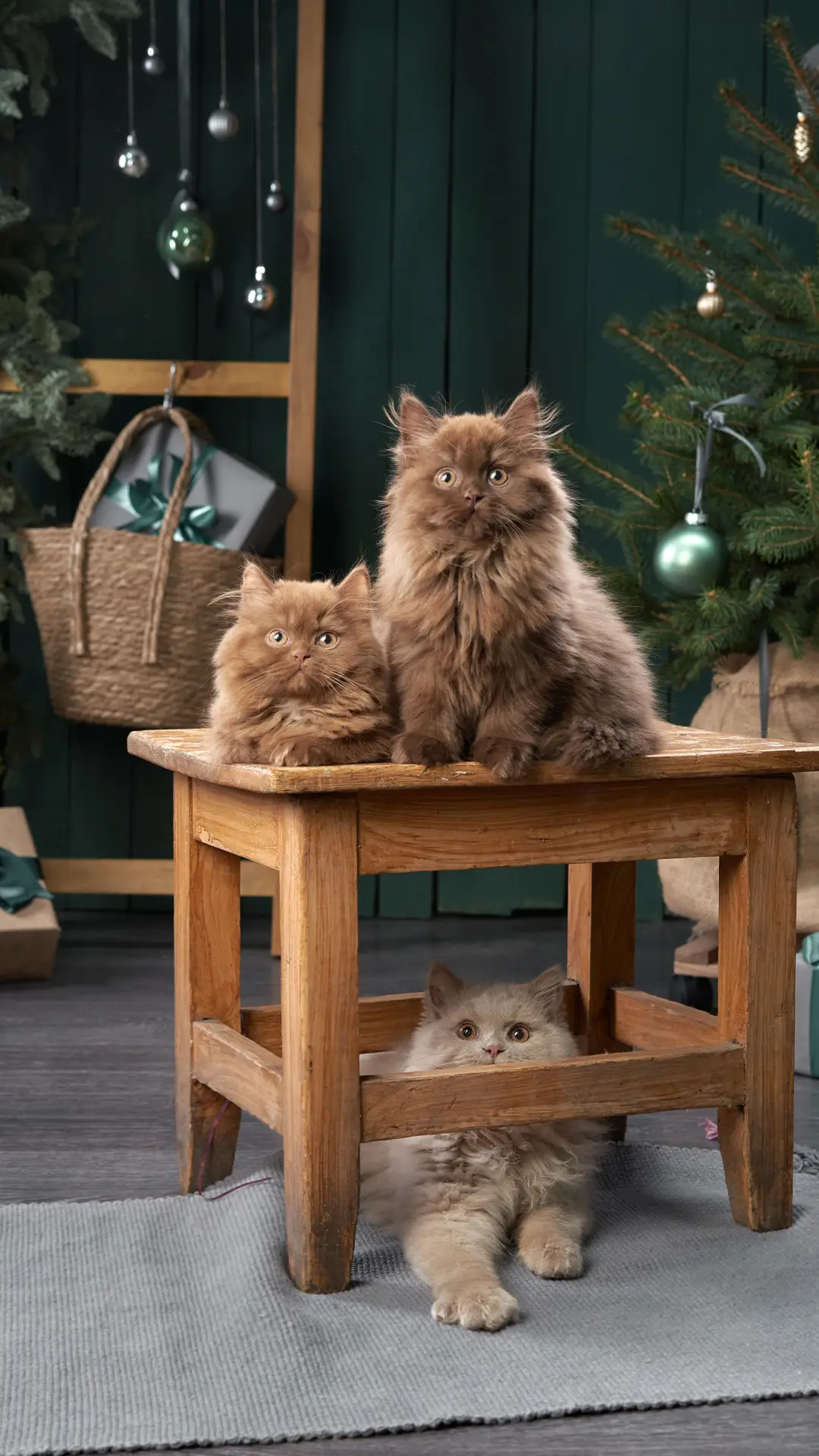 可爱萌宠-拍信图库