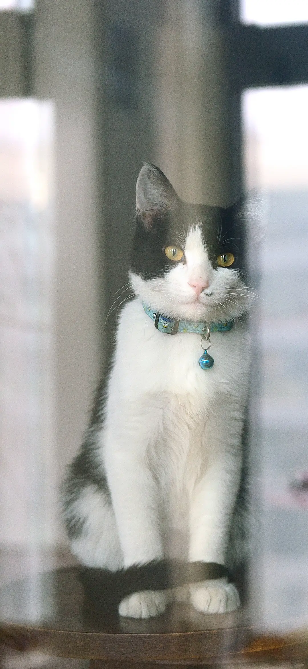 我有一只猫壁纸-锐景创意