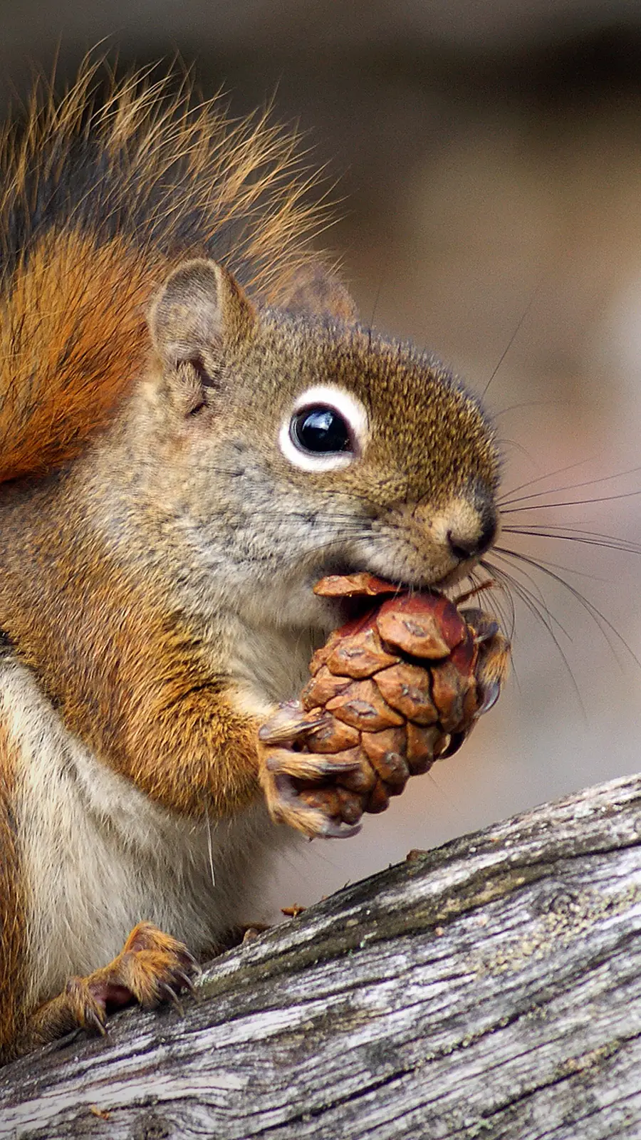 带你了解小松鼠 - Screenshot 1