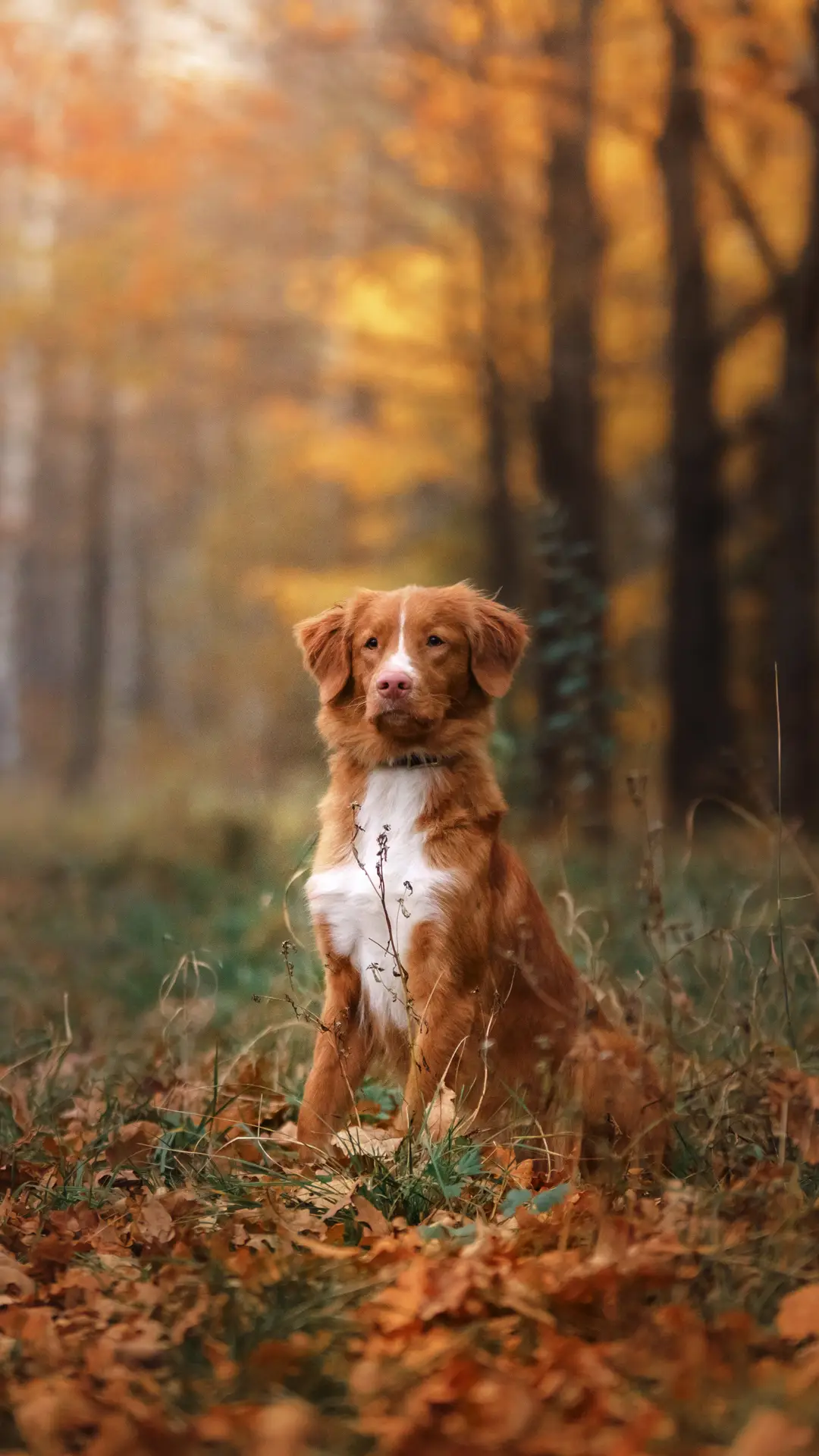狗狗内心的独白