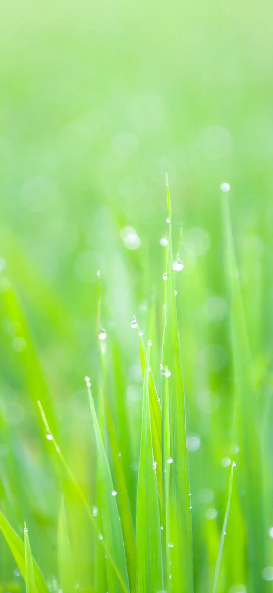 植物系壁纸 -锐景创意