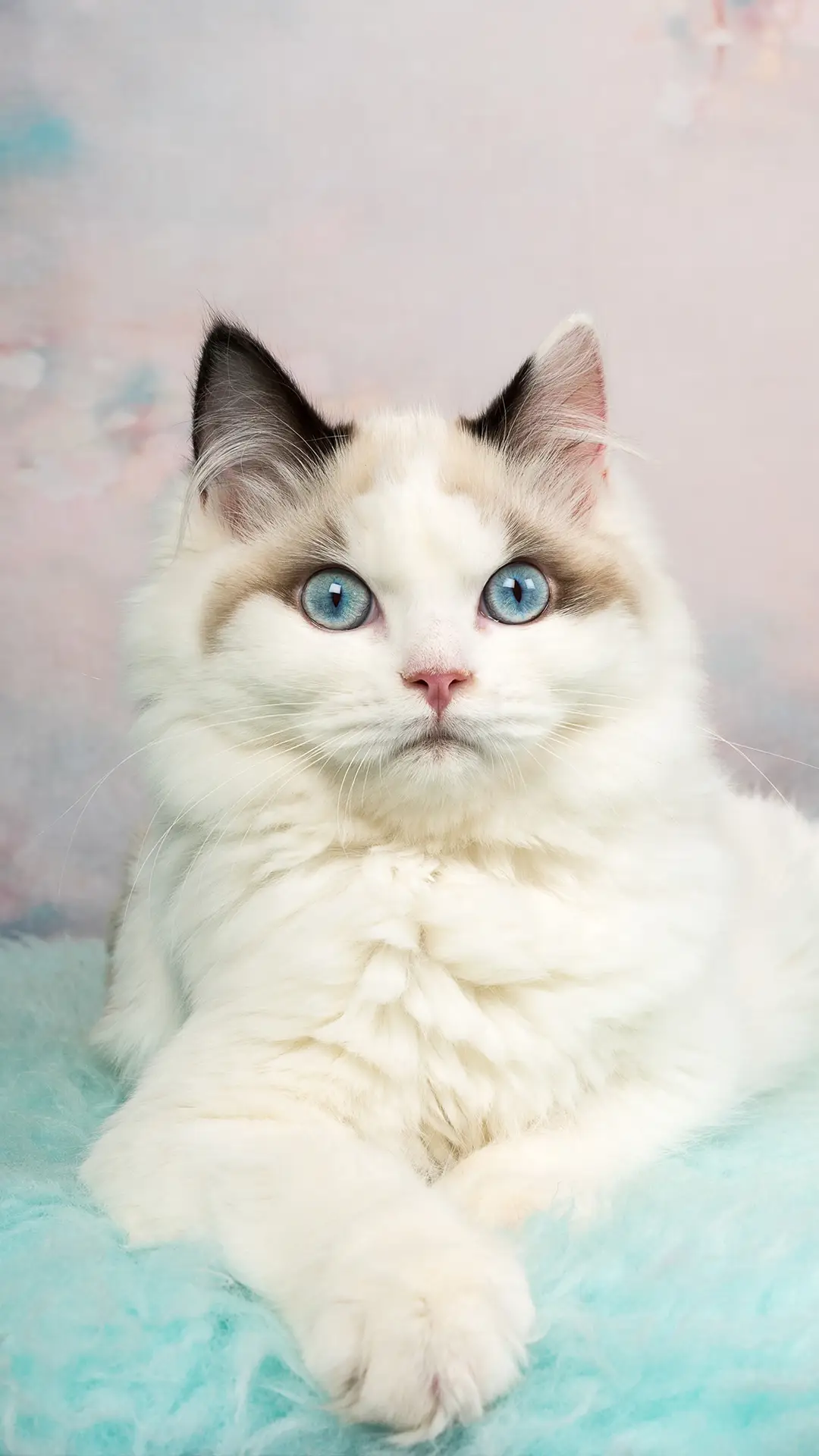 为什么说猫有九条命？