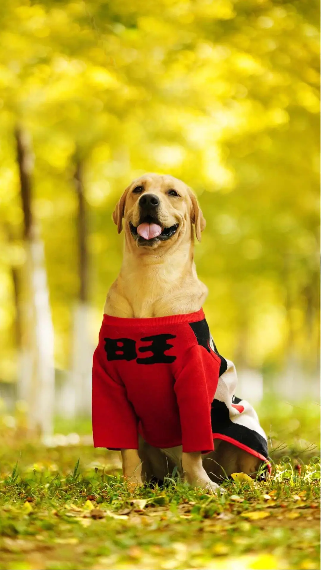 狗狗常见的过敏现象