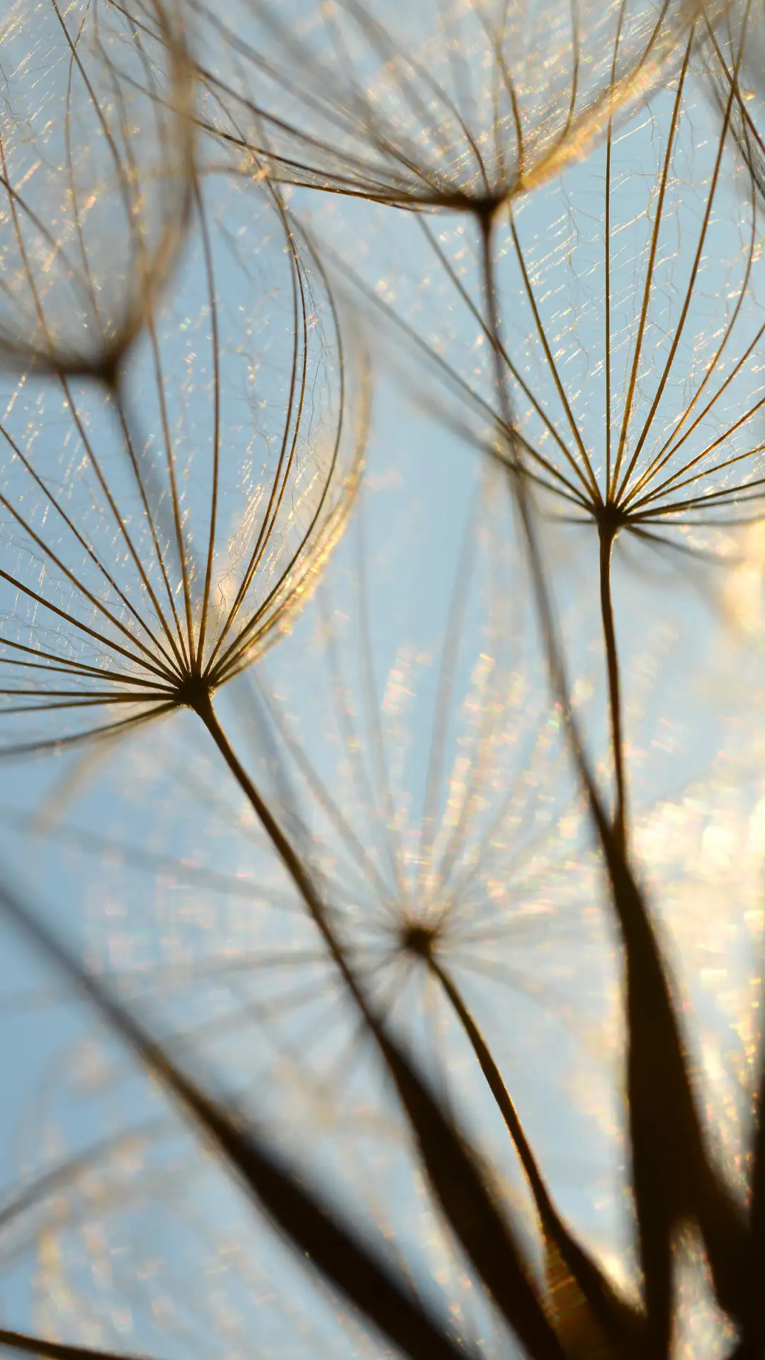 自然风光-拍信图库 - Screenshot 1