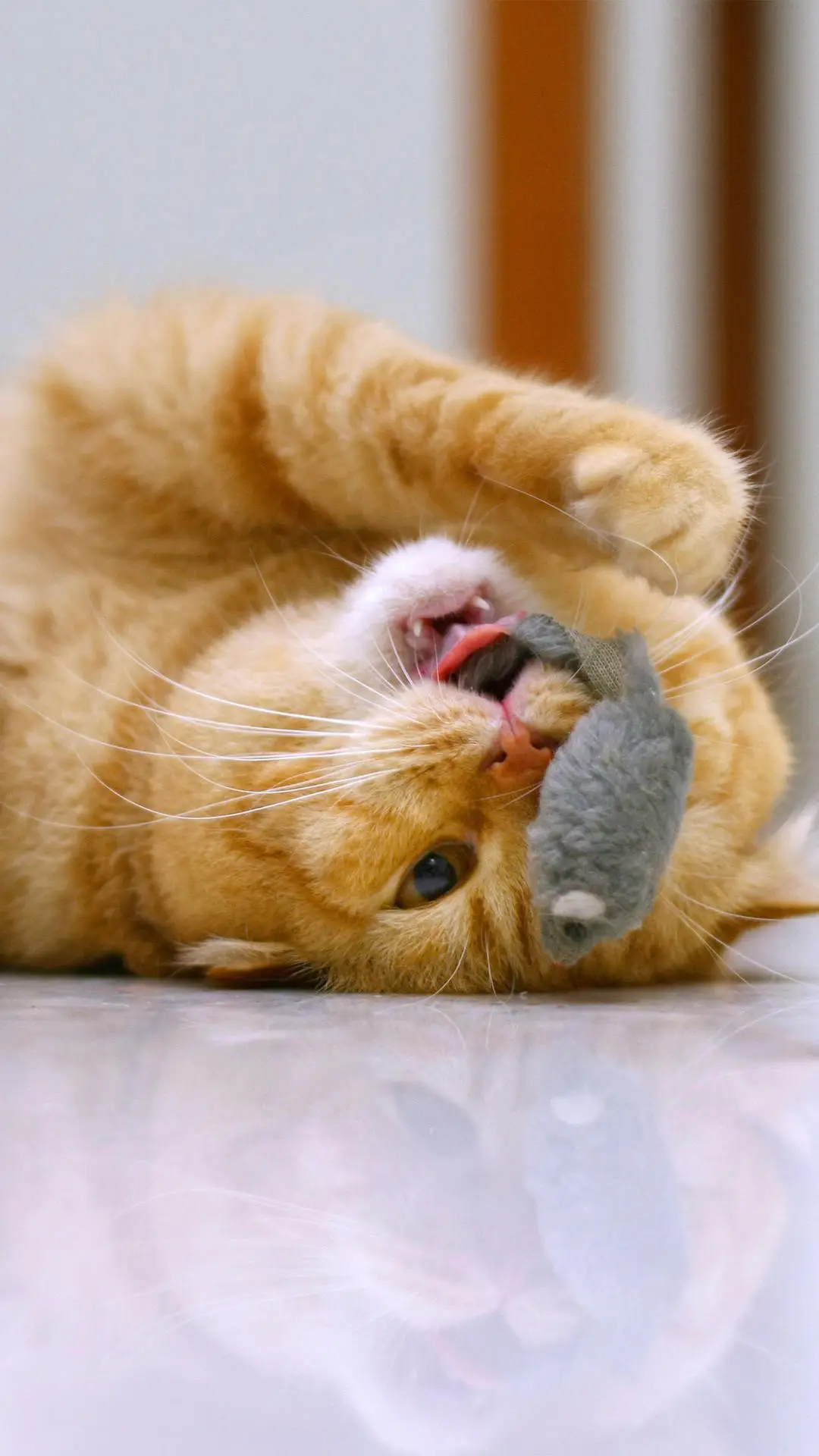 猫咪脱毛原因千万种