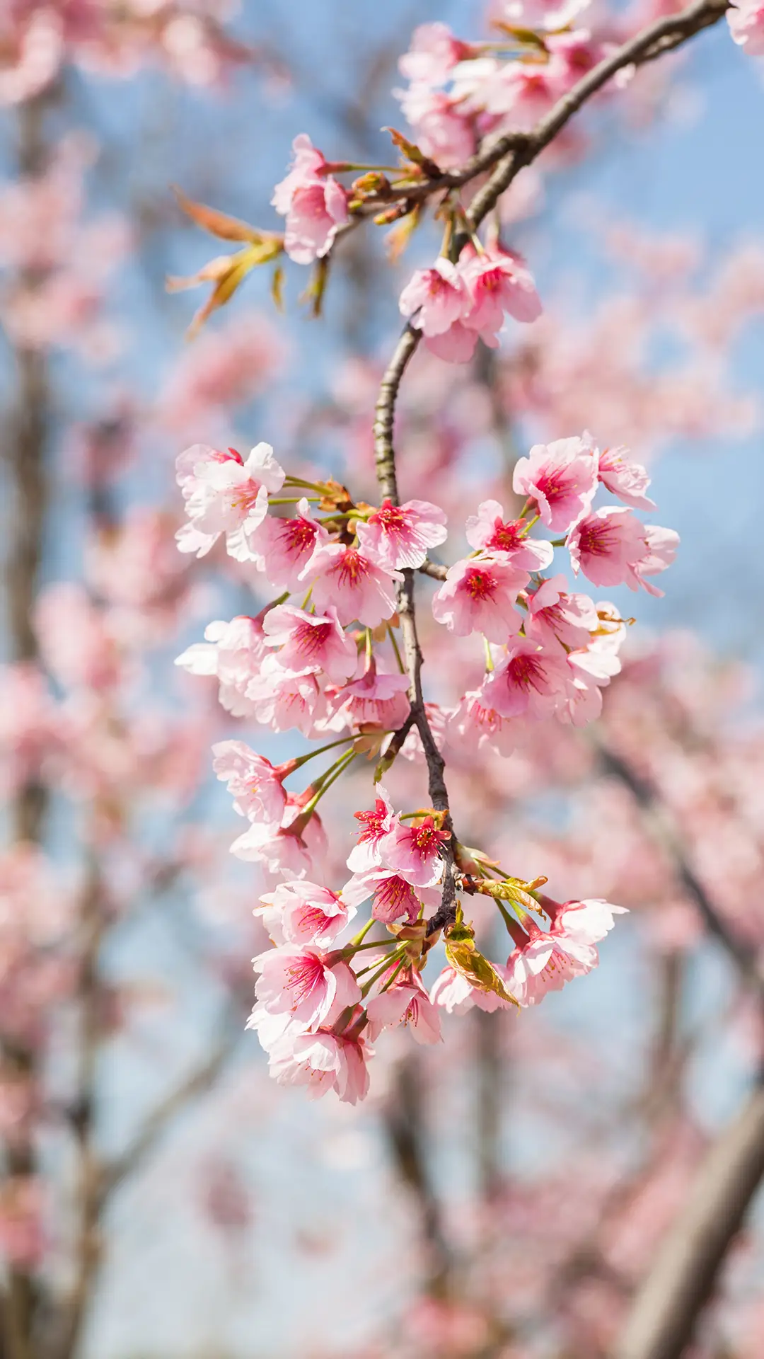 樱花季-拍信图库