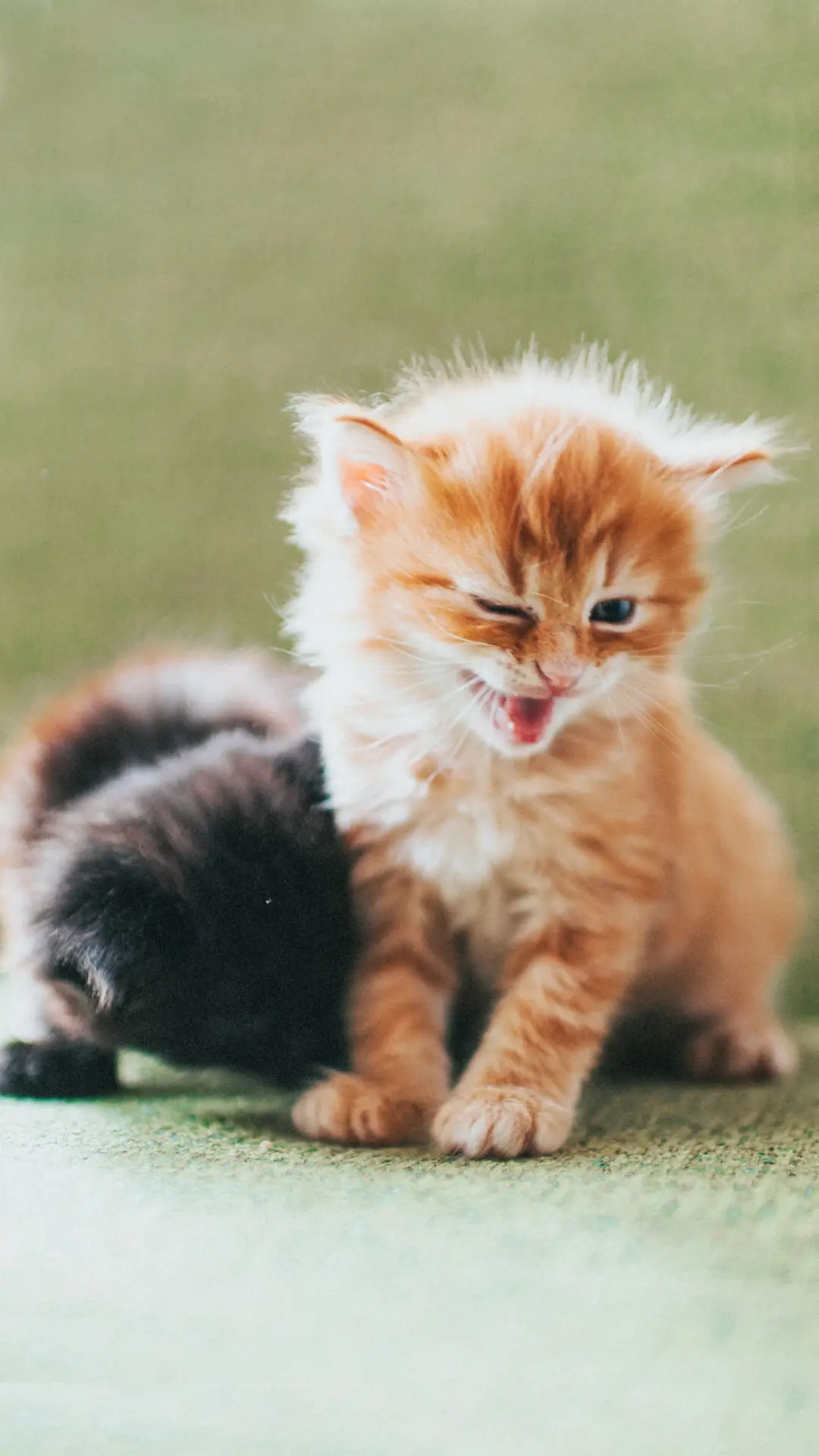 教猫咪适应航空箱 - Screenshot 1