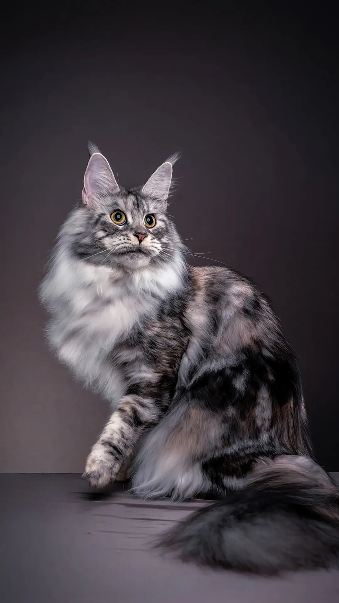 教你搞定坏脾气的喵