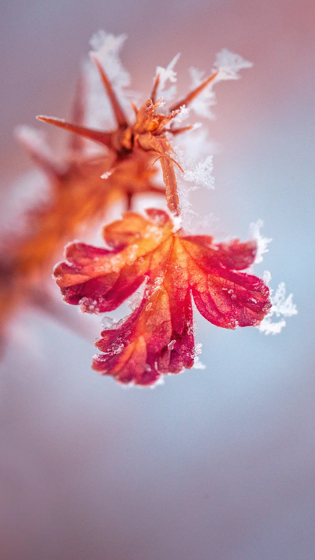 冰雪林中著此身