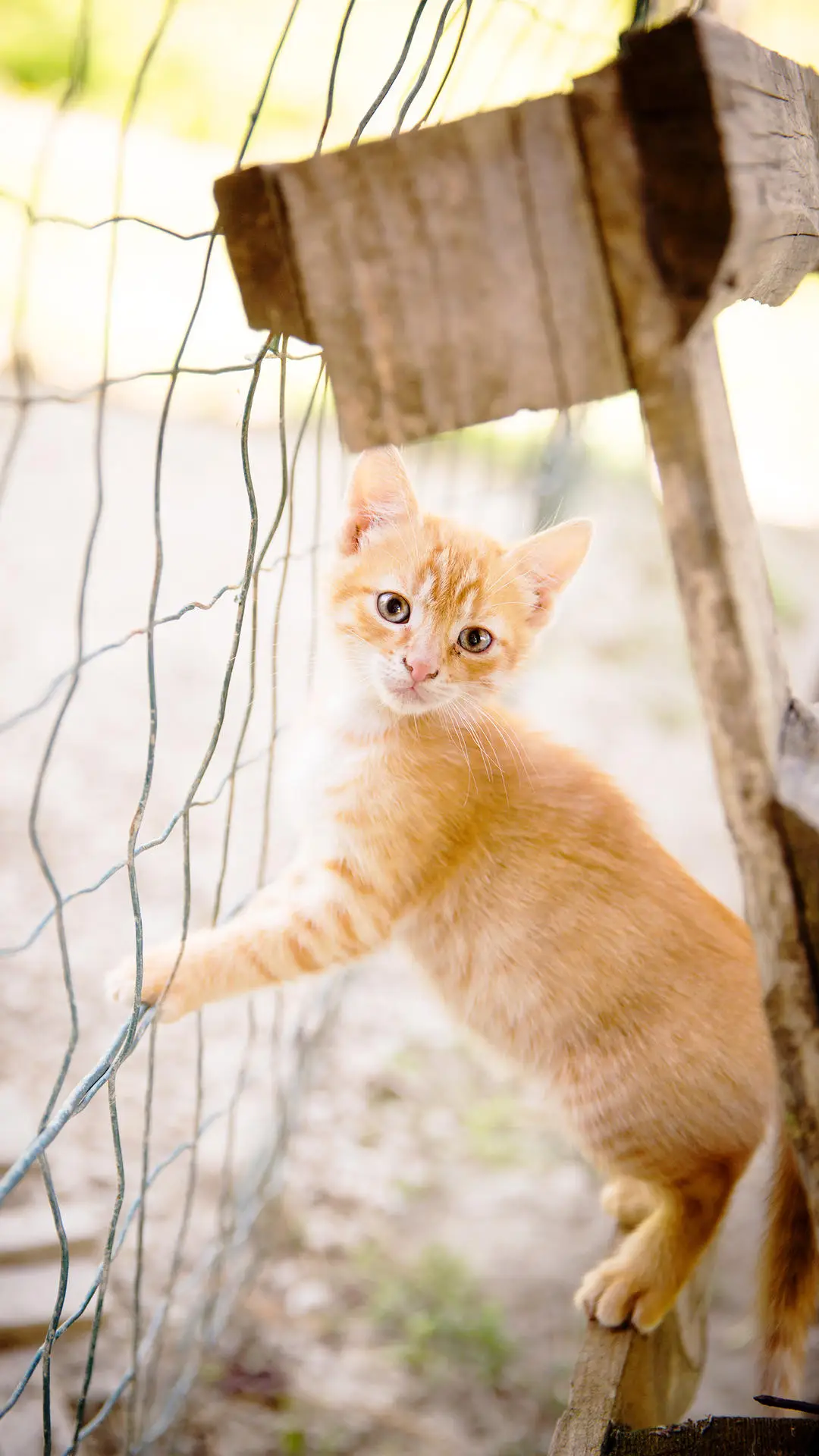 长寿的猫有哪些特点