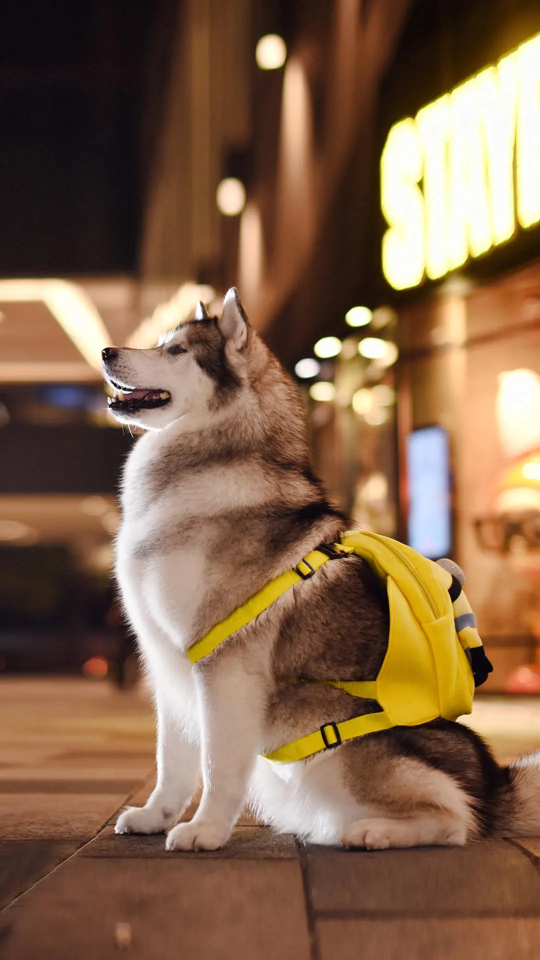 如何预防狗狗外出迷路 - Screenshot 1