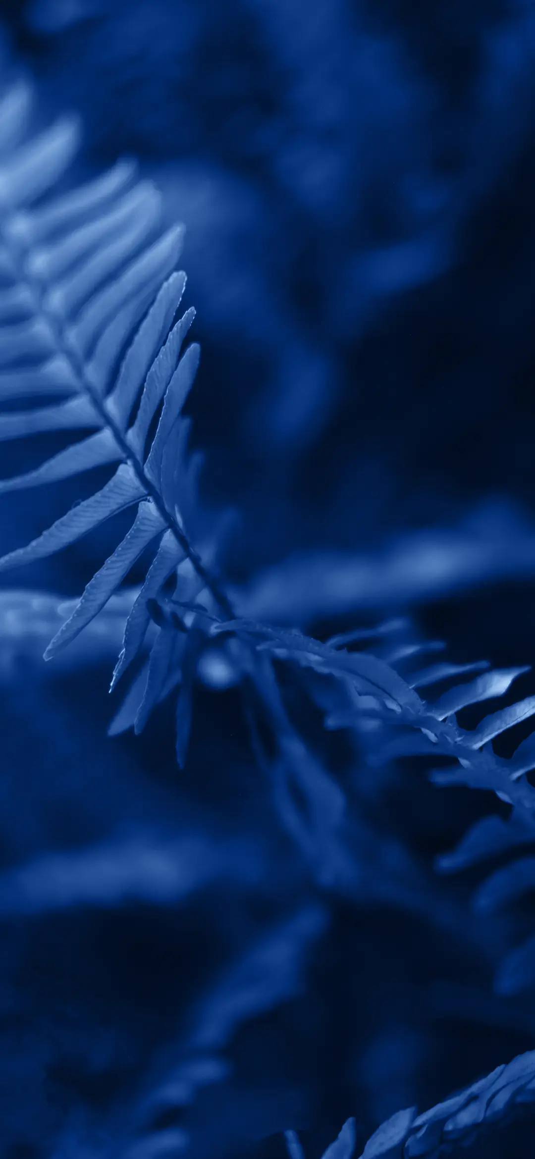 简约植物壁纸-锐景创意