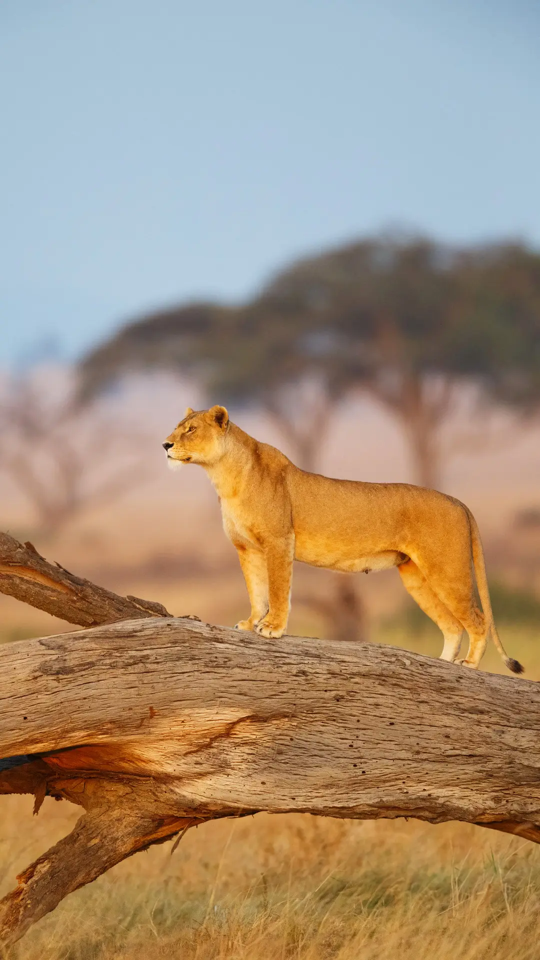 不一样的旅行地 - Screenshot 1