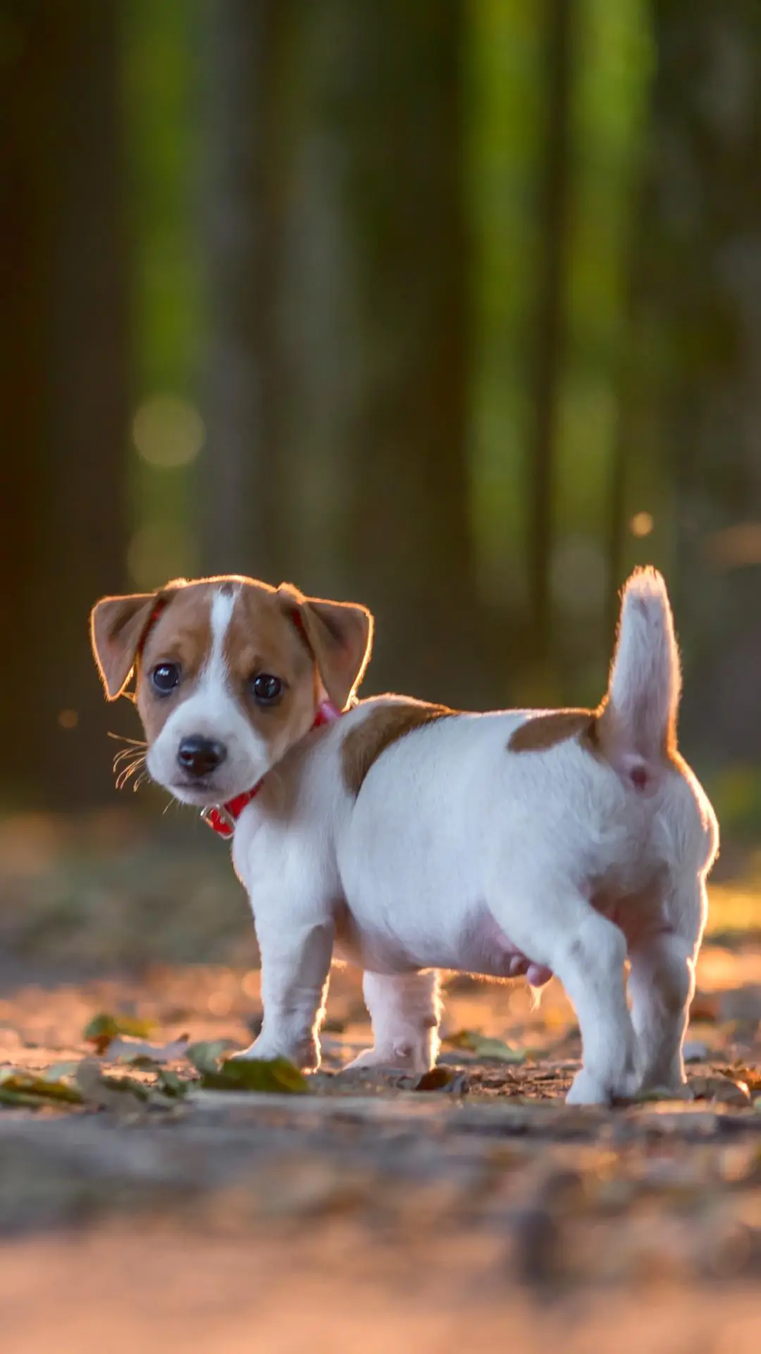 不一样的杰克罗素梗 - Screenshot 1