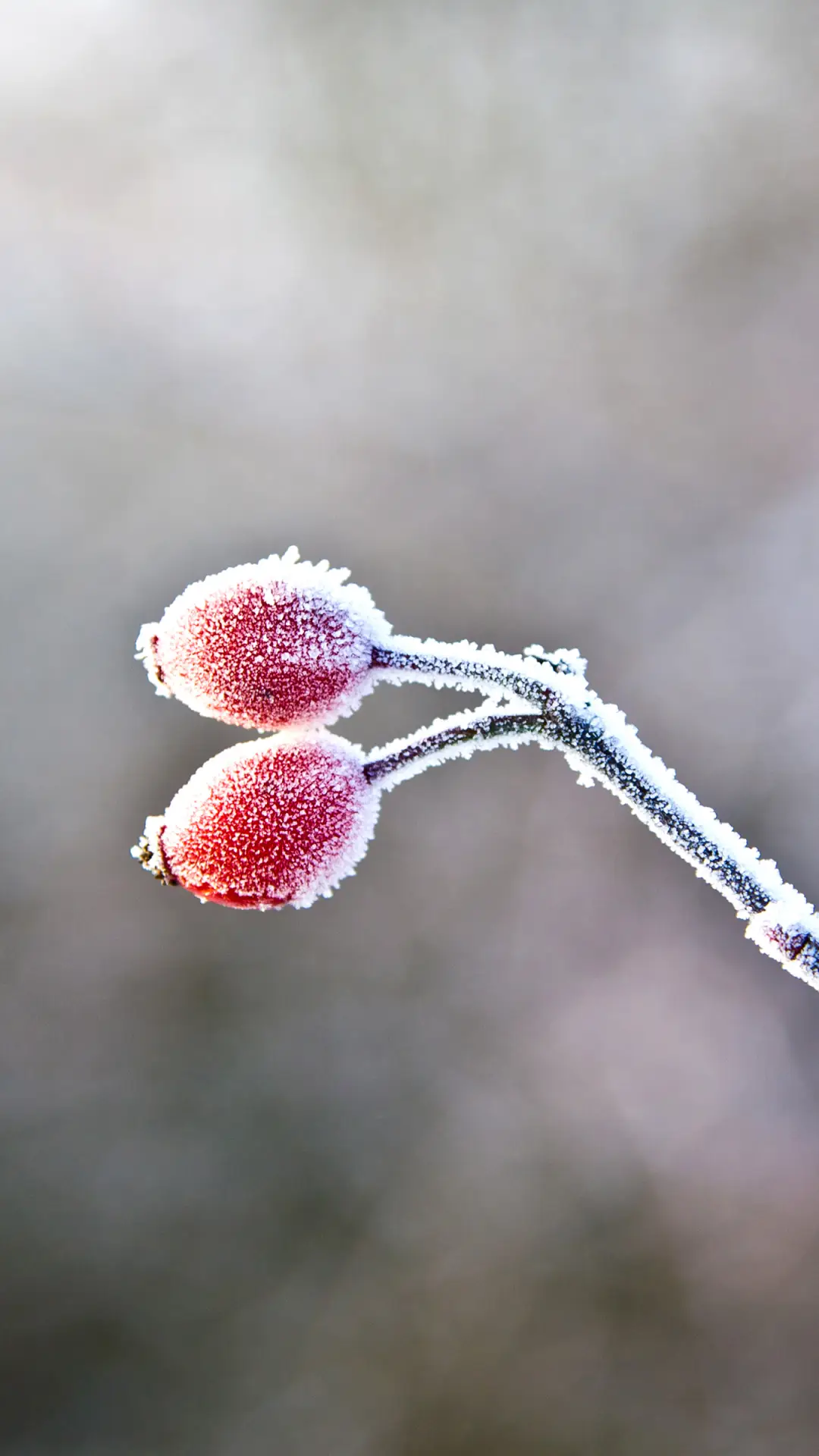 一夜霜寒-拍信图库