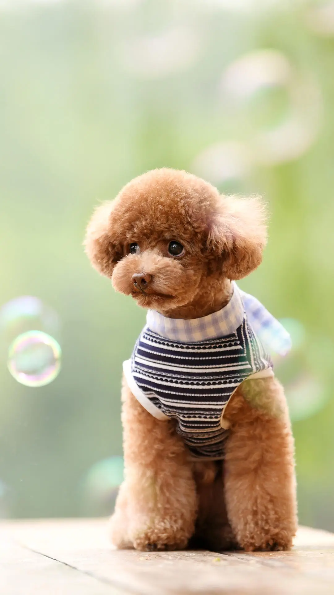 贵宾犬简史
