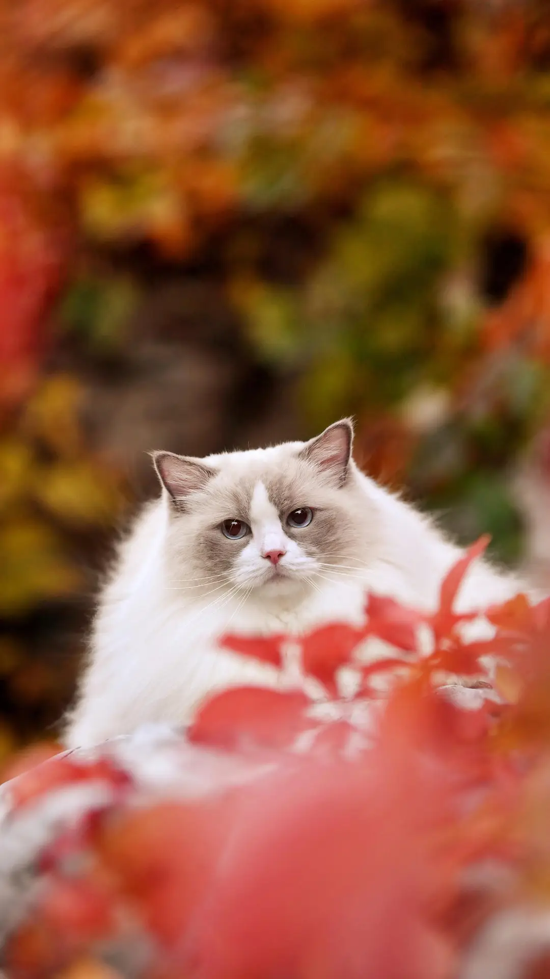 小猫咪的雷区有哪些